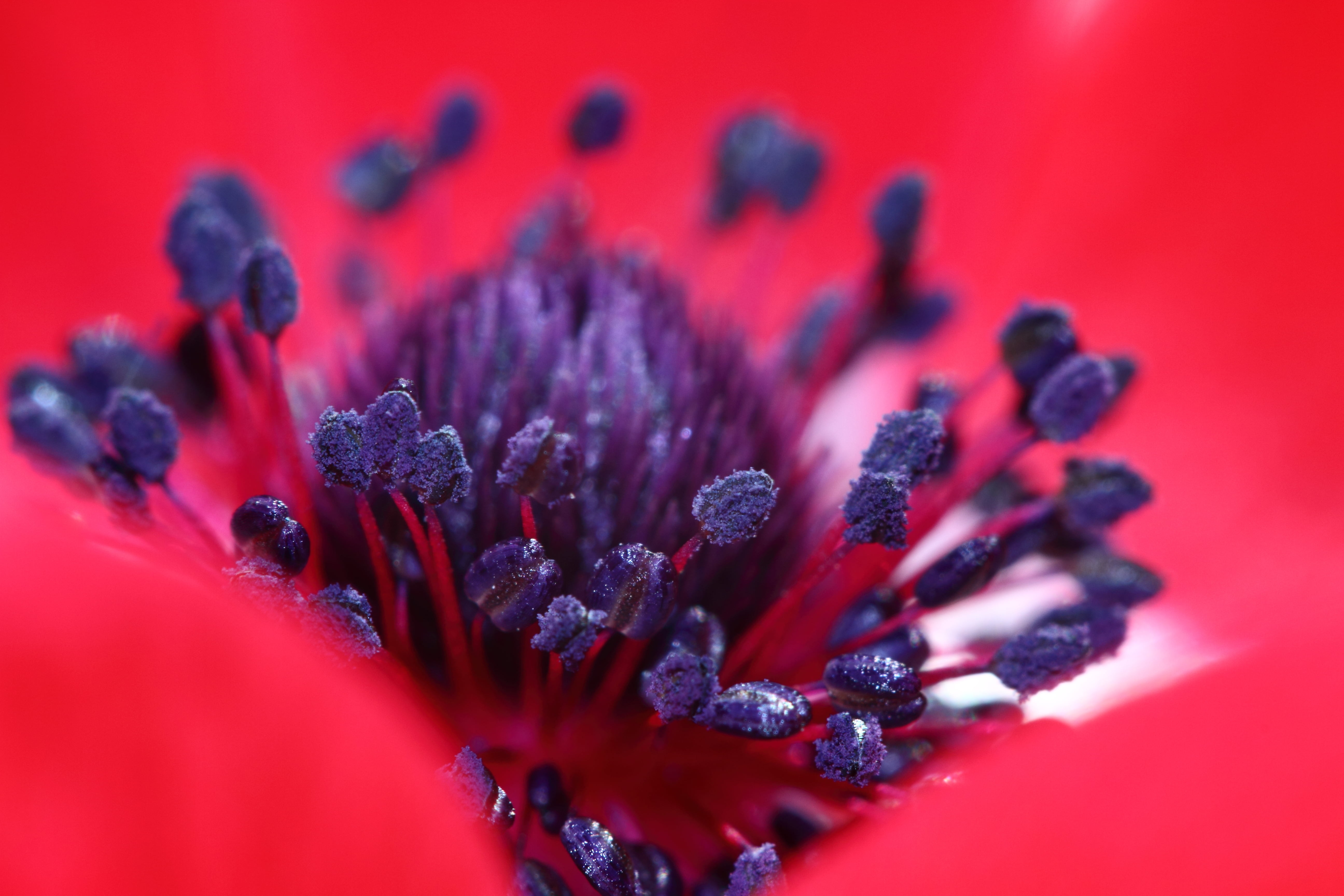 macro photography, macro, Anémone, flower, heart, purple, anemone, Rouge, pistil, photography, plant, coeur, 5K, red, close-up, stamens, nature, pollen, HD Wallpaper