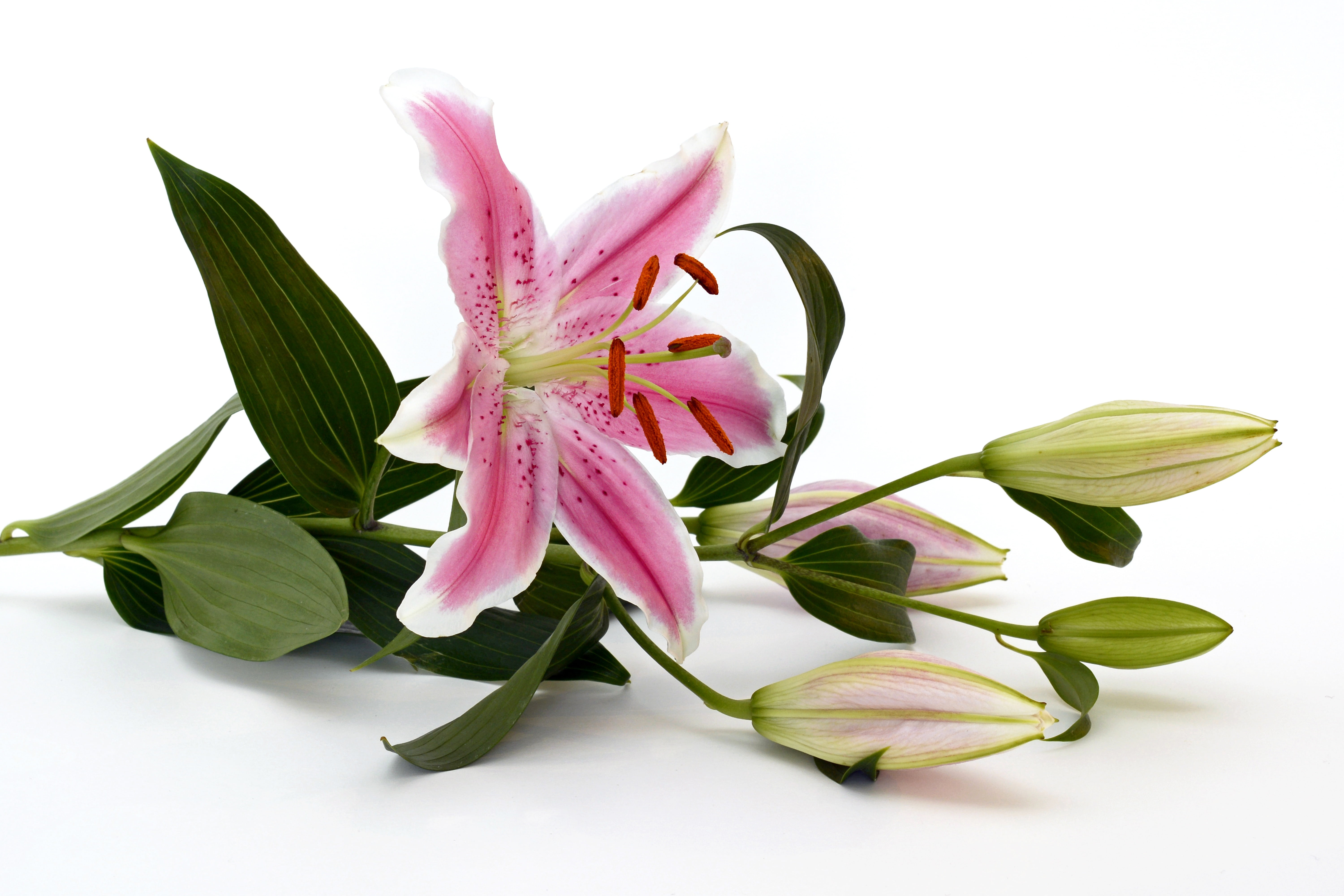 plant part, stamp, no people, pink, close, nature, leaf, indoors, white background, green, inflorescence, petal, blossom, lily, pink flower, ornamental flower, HD Wallpaper