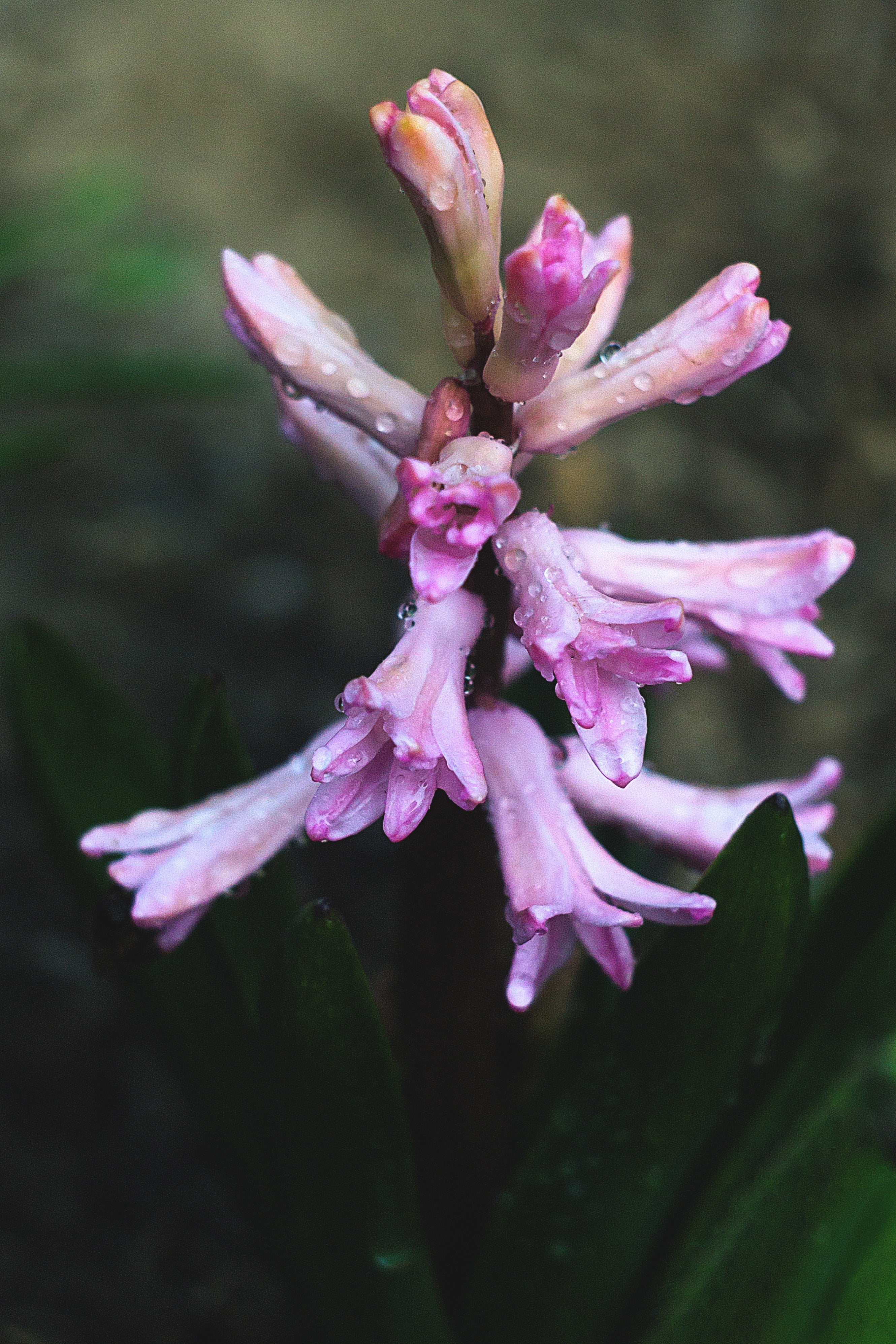flower head, 4K, blossom, freshness, growth, beauty in nature, petal, flowering plant, inflorescence, fragility, no people, close-up, dew, vulnerability, Phone HD Wallpaper