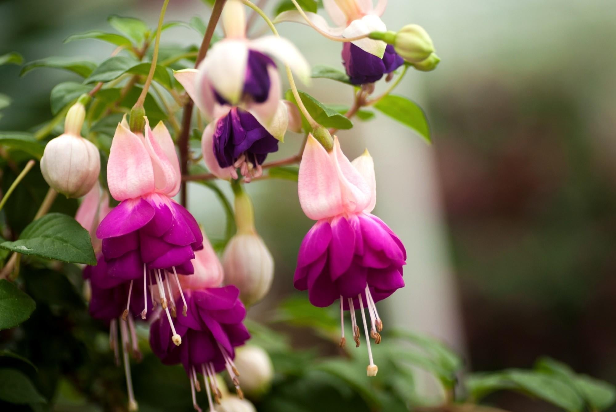 flowers, purple, decoration, stem, selective focus, fuchsia, orchid, flowering plant, plant, summer, botany, no People, growth, formal Garden, season, fragility, HD Wallpaper