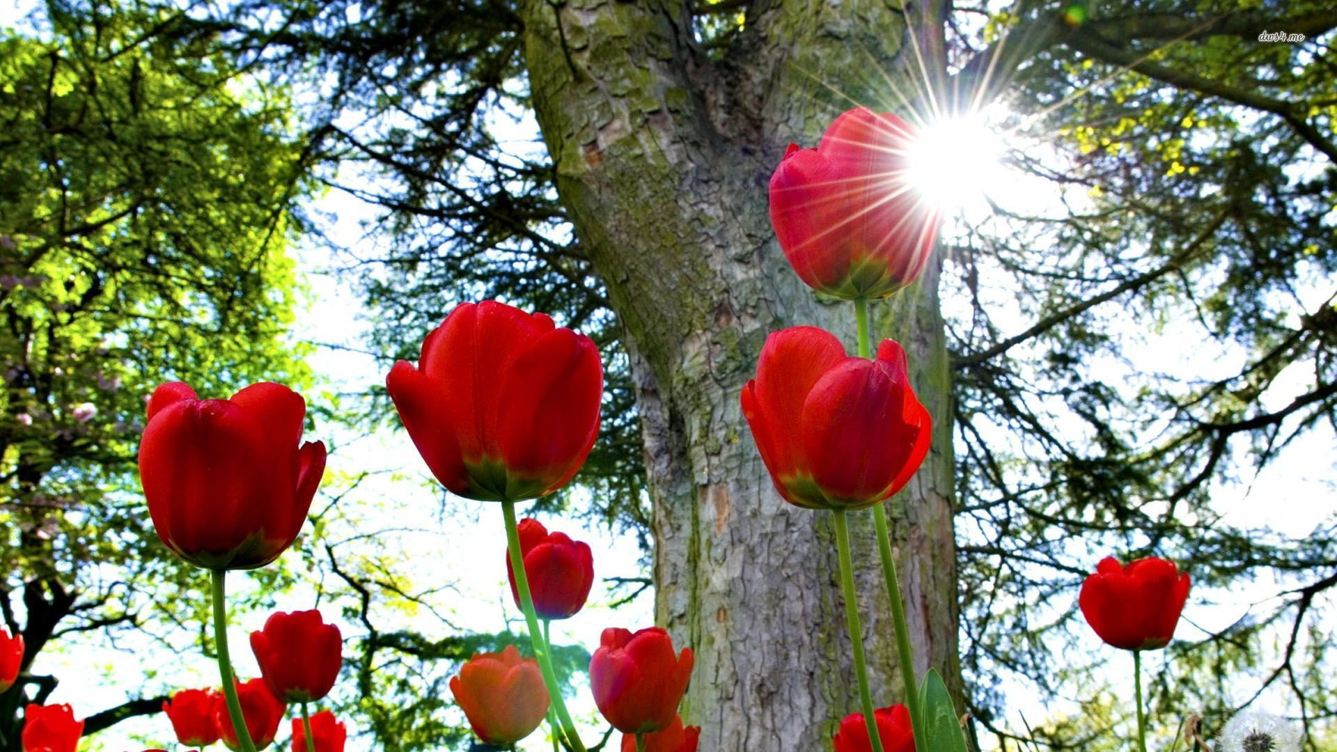 summer, plant, celebration, card, lamp, seasonal, colorful, spring, flowers, petal, flora, decoration, lantern, blossom, garden, leaf, holiday, fruit, tulip, HD Wallpaper