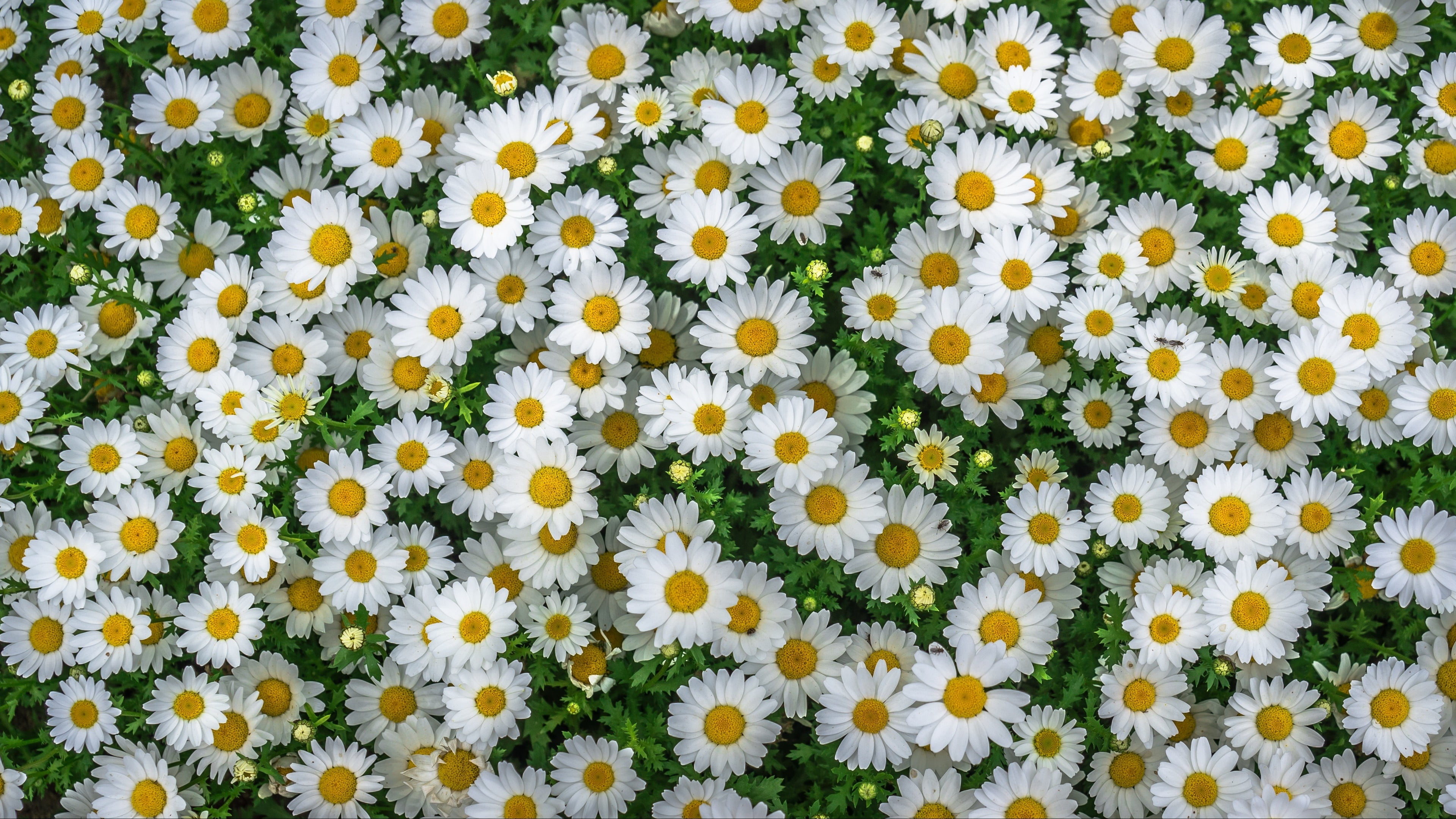 4K, freshness, no people, flower, camomile, flower carpet, yellow, beauty in nature, vulnerability, springtime, fragility, nature, pollen, daisy, backgrounds, HD Wallpaper