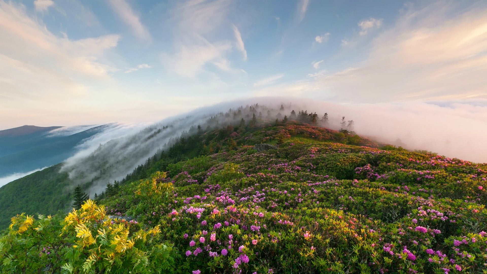 morning, wildflower, vegetation, sky, outdoors, non-urban scene, mountain, cloud - sky, landscape, fragility, flowering plant, ridge, idyllic, flower carpet, HD Wallpaper