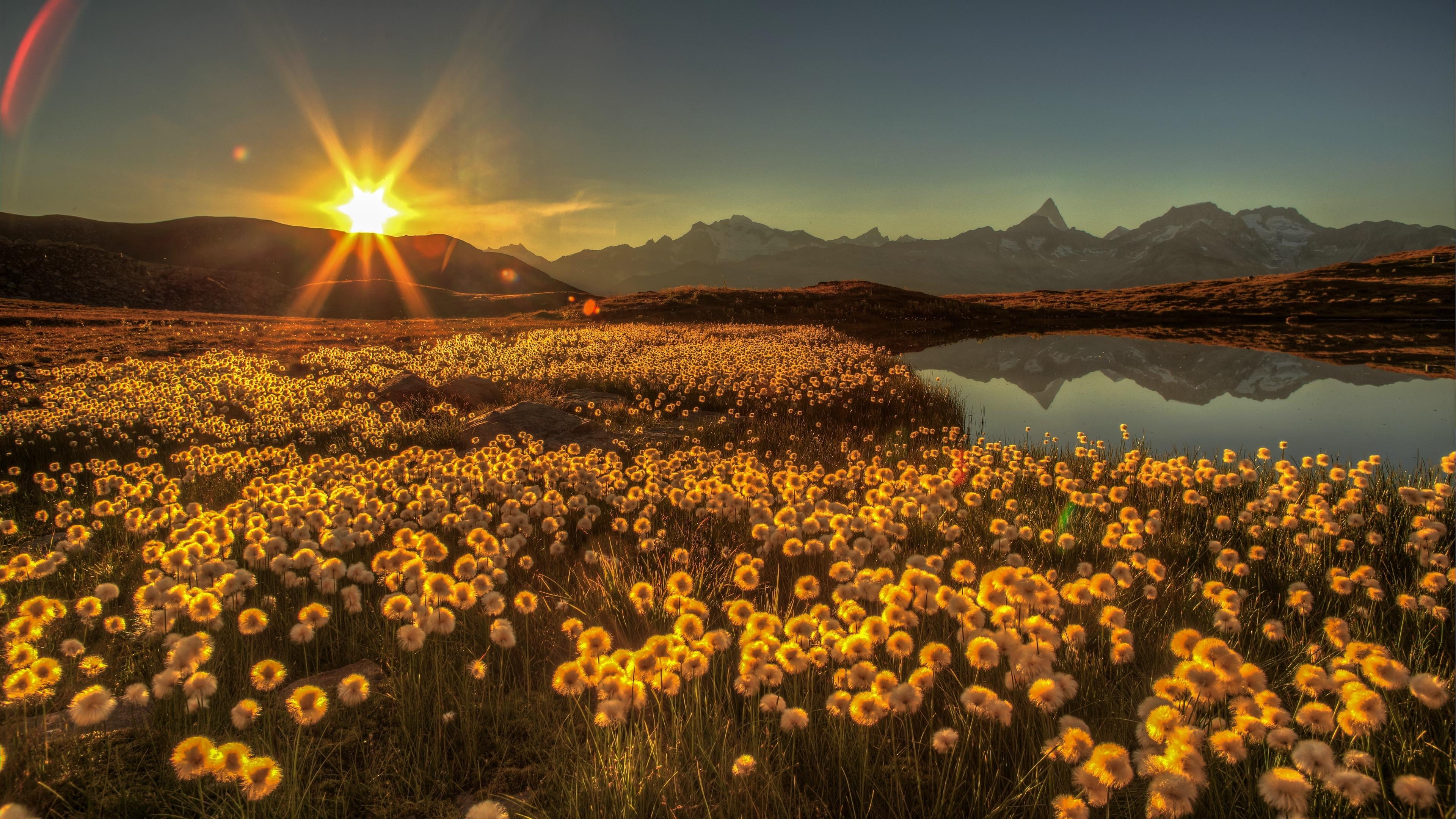 wilderness, flower, flower field, 4K, meadow, non-urban scene, lake, mountain lake, sunlight, tranquility, wildflower, mountain, switzerland, sky, sunrise, HD Wallpaper