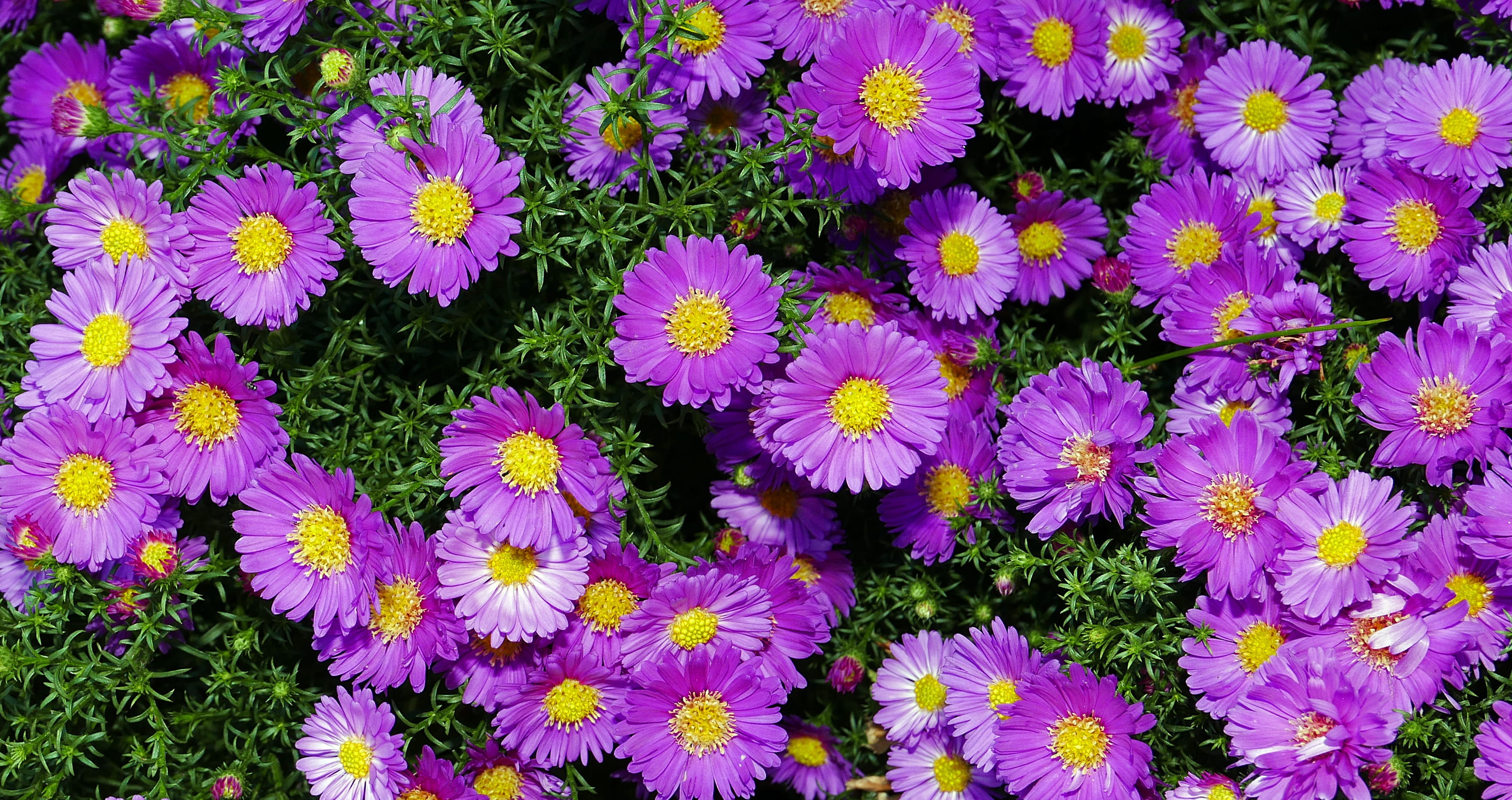 october, vulnerability, pink, springtime, no people, fragility, pollen, flower, growth, day, backgrounds, nature, 2K, callistephus chinensis, field, full frame, HD Wallpaper