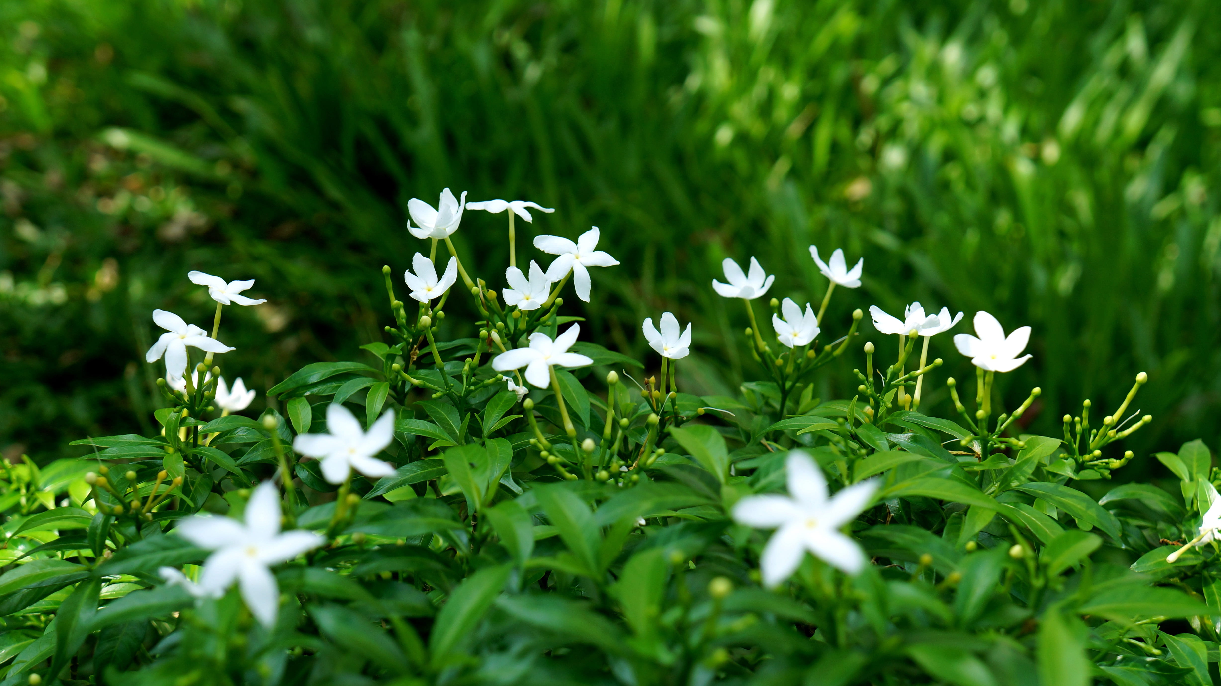 carpet white flowers, background, land, field, leaf, fragility, flower head, vulnerability, flowering plant, no people, nature, petal, flower, plant part, HD Wallpaper