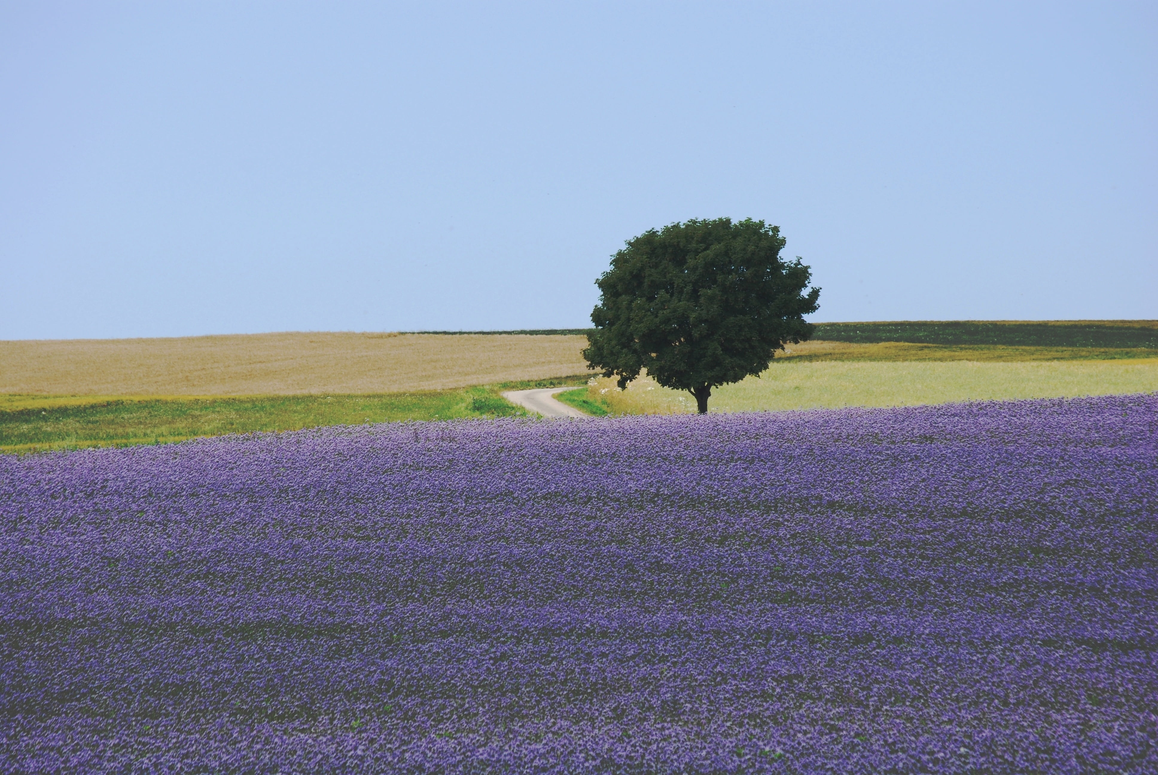 clear sky, no People, tree, field, blue, landscape, green, 4K, lilac, tranquility, sky, nature, scenics, growth, rural Scene, leafed, idyllic, grass, meadow, HD Wallpaper