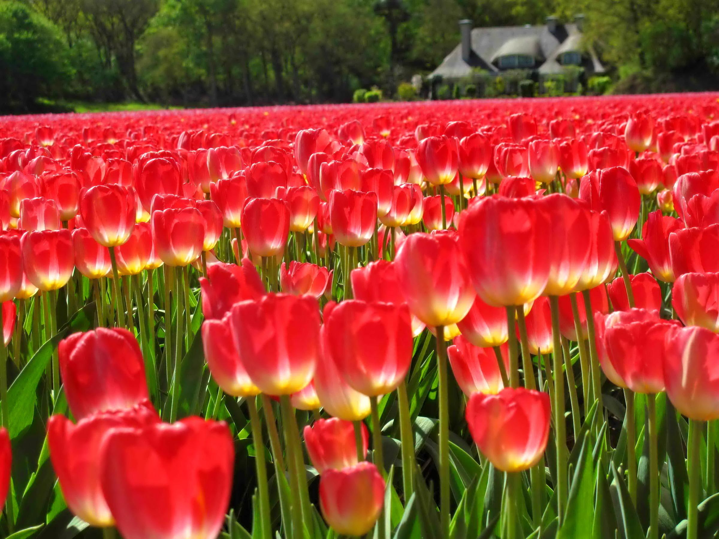 beautiful, meadow, trees, flowers, cabin, lovely, tulips, greenery, nice, carpet, red, house, 1080P, field, HD Wallpaper