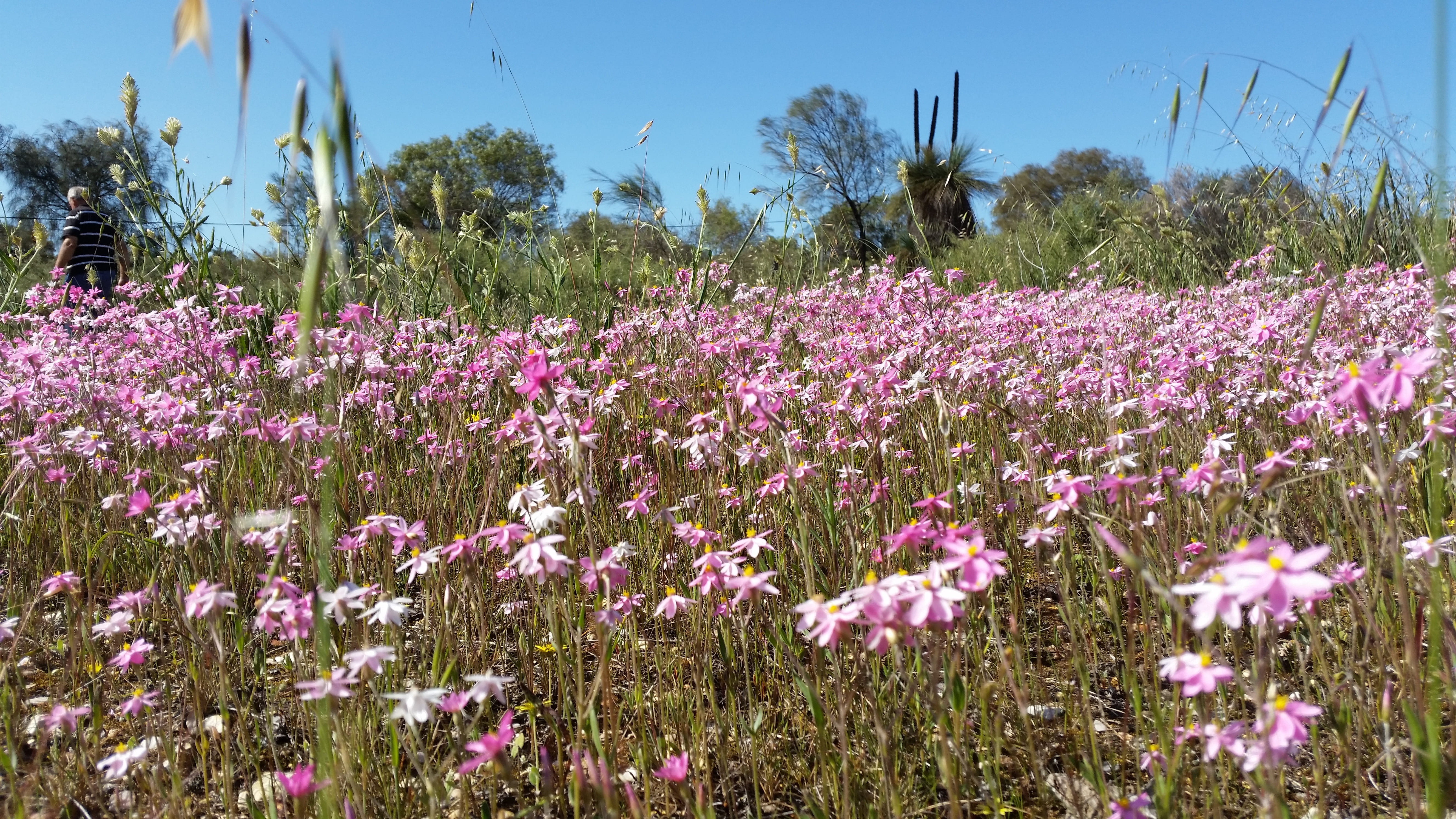 meadow, wildflowers, australian outback, outback, land, floral, environment, purple, landscape, flower head, australia, nature, western australian wildflowers, HD Wallpaper