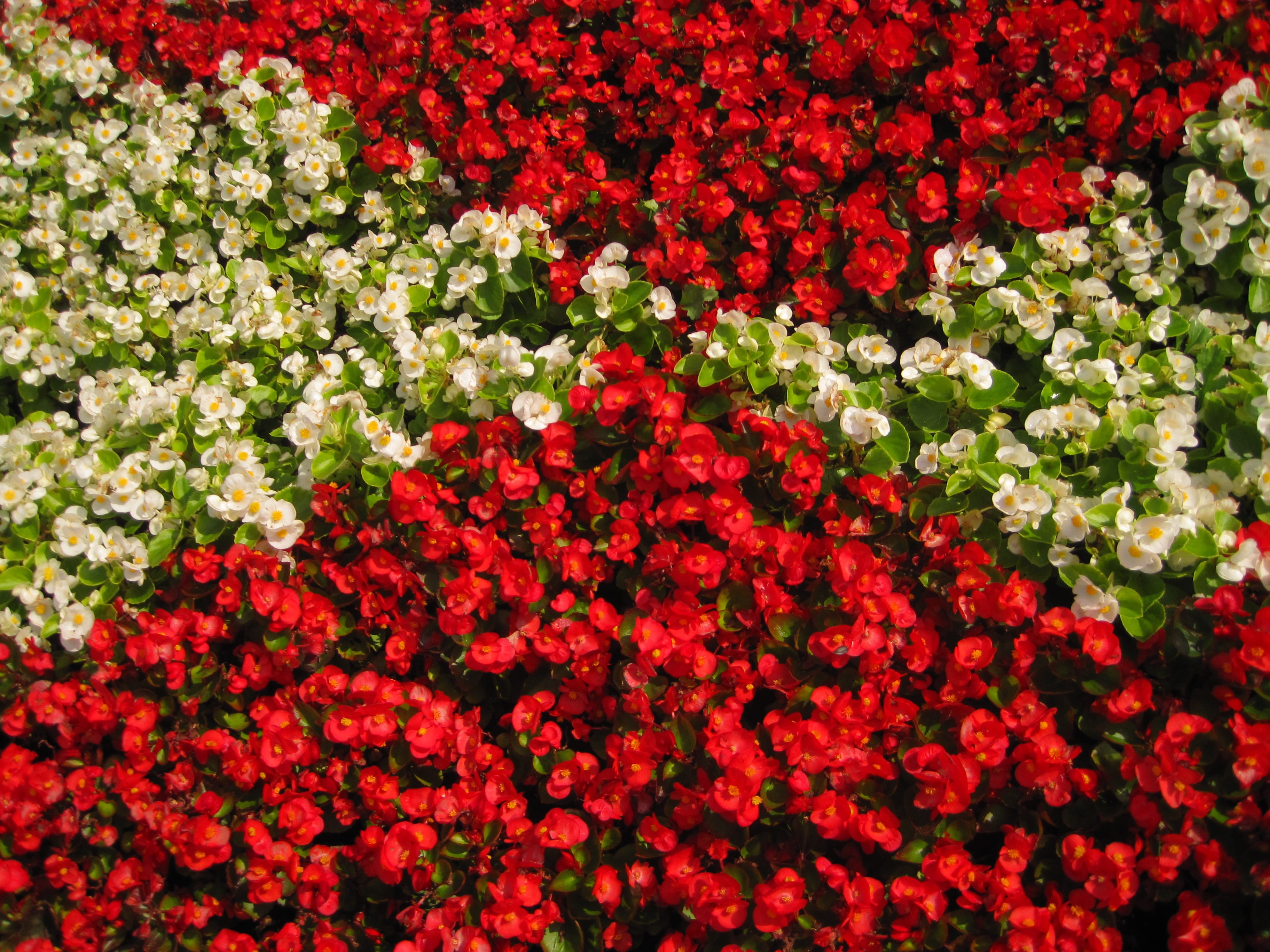 flowers, color, backgrounds, vulnerability, outdoors, choice, flower carpet, background congratulation, bouquet, flower, plant, close-up, flower head, background, HD Wallpaper