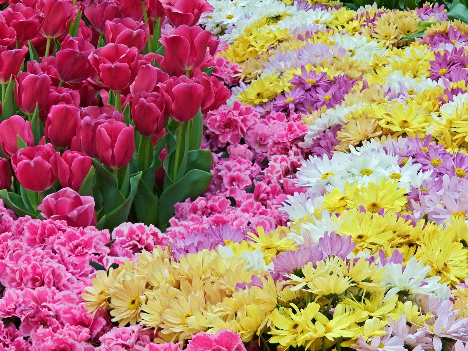 fragility, tulips, flowers, abundance, backgrounds, carpet, springtime, outdoors, vulnerability, flowerbed, bed, freshness, nature, no people, multi colored, HD Wallpaper