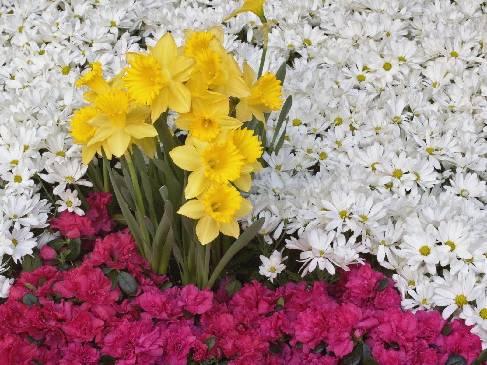 no people, narcissus, petal, daffodils, yellow, carpet, choice, pseudonarcissus, inflorescence, fragility, flower, beauty in nature, freshness, flower arrangement, HD Wallpaper