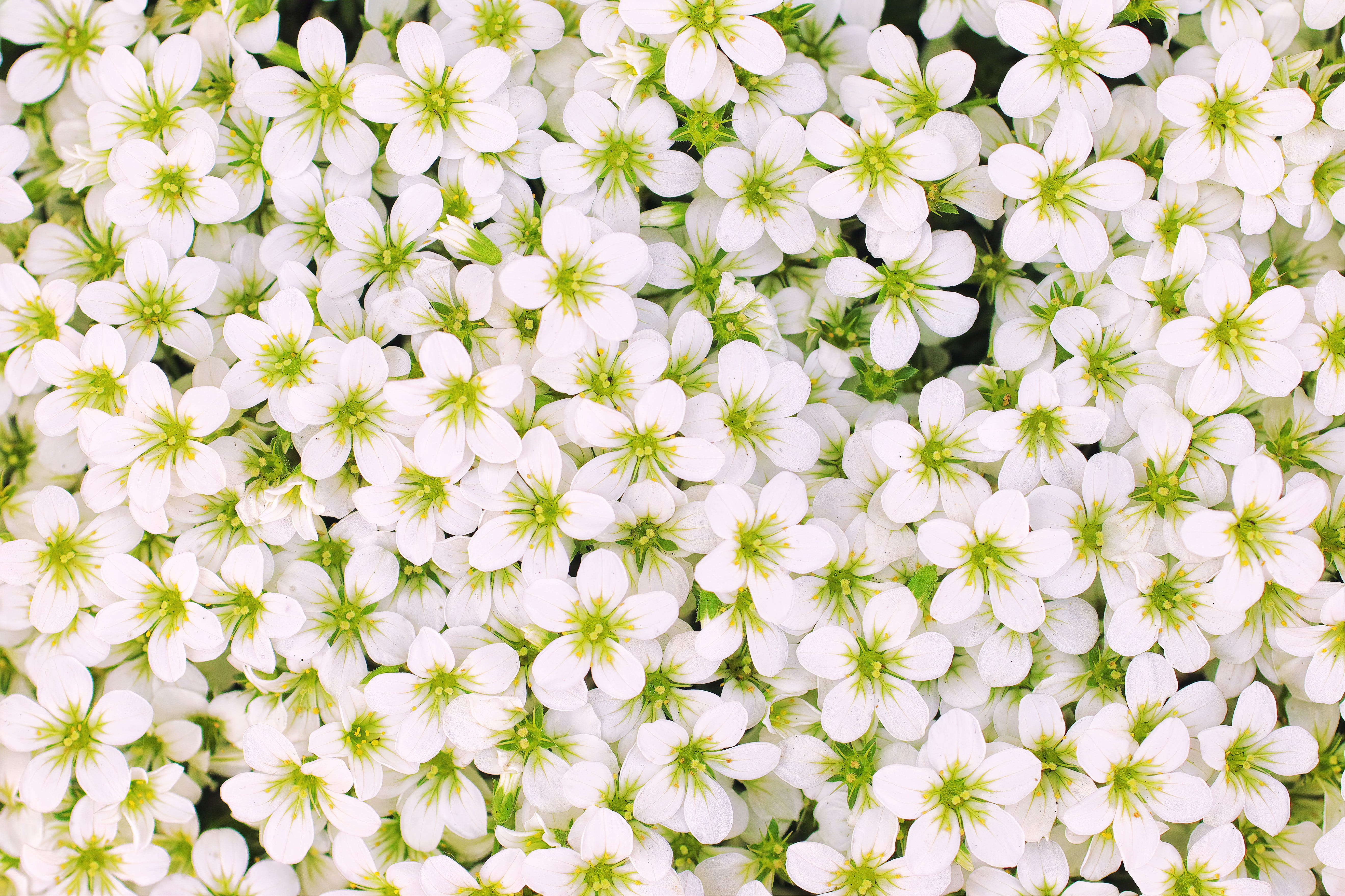 close-up, spring, outdoors, fragility, sea of flowers, background, flower head, vulnerability, inflorescence, petal, bright, springtime, full frame, flowerbed, HD Wallpaper
