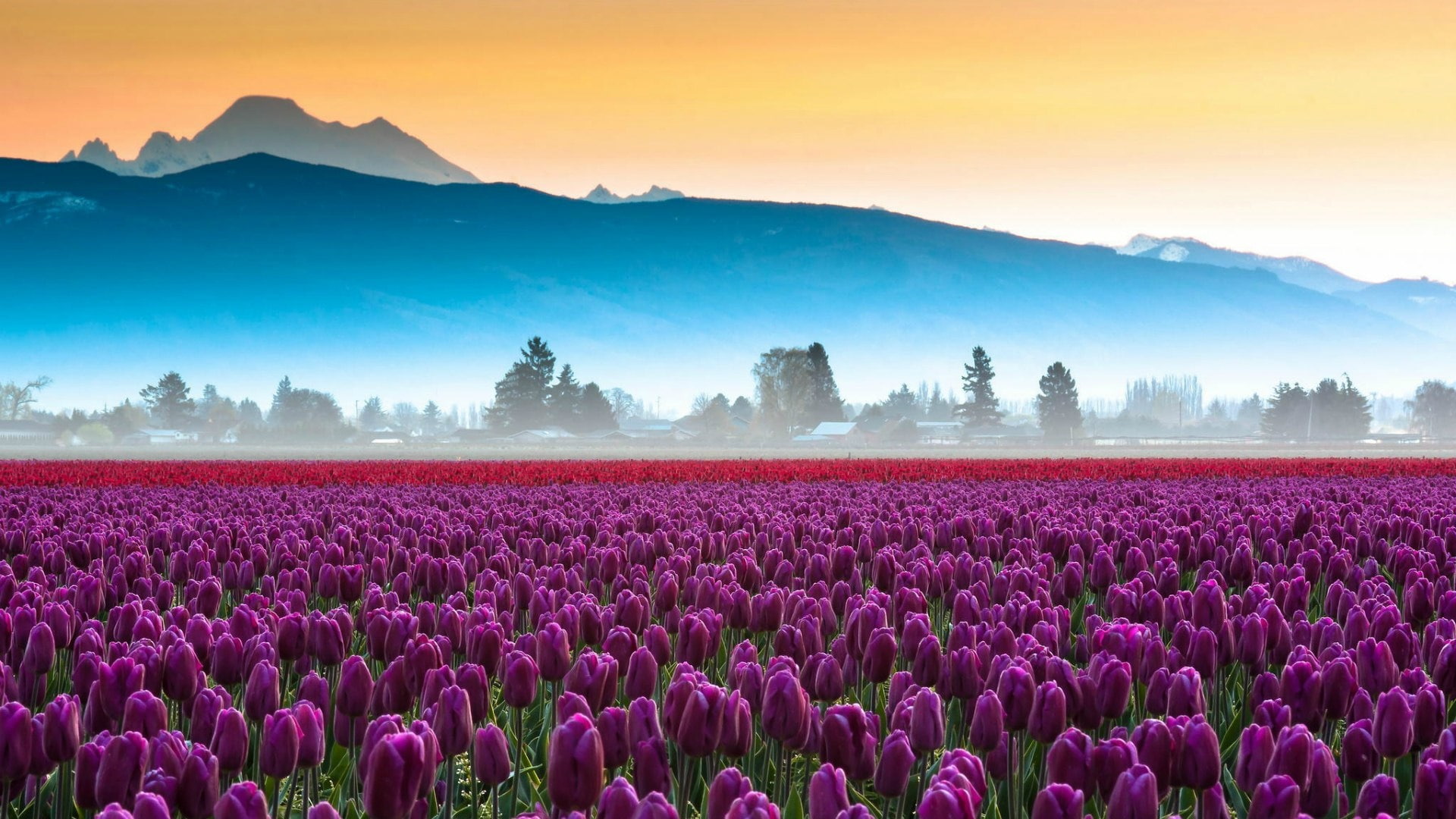 tulip, tulips, 1080P, dawn, flower carpet, purple flowers, tulip field, purple tulips, mist, field, flower field, tulip farm, HD Wallpaper