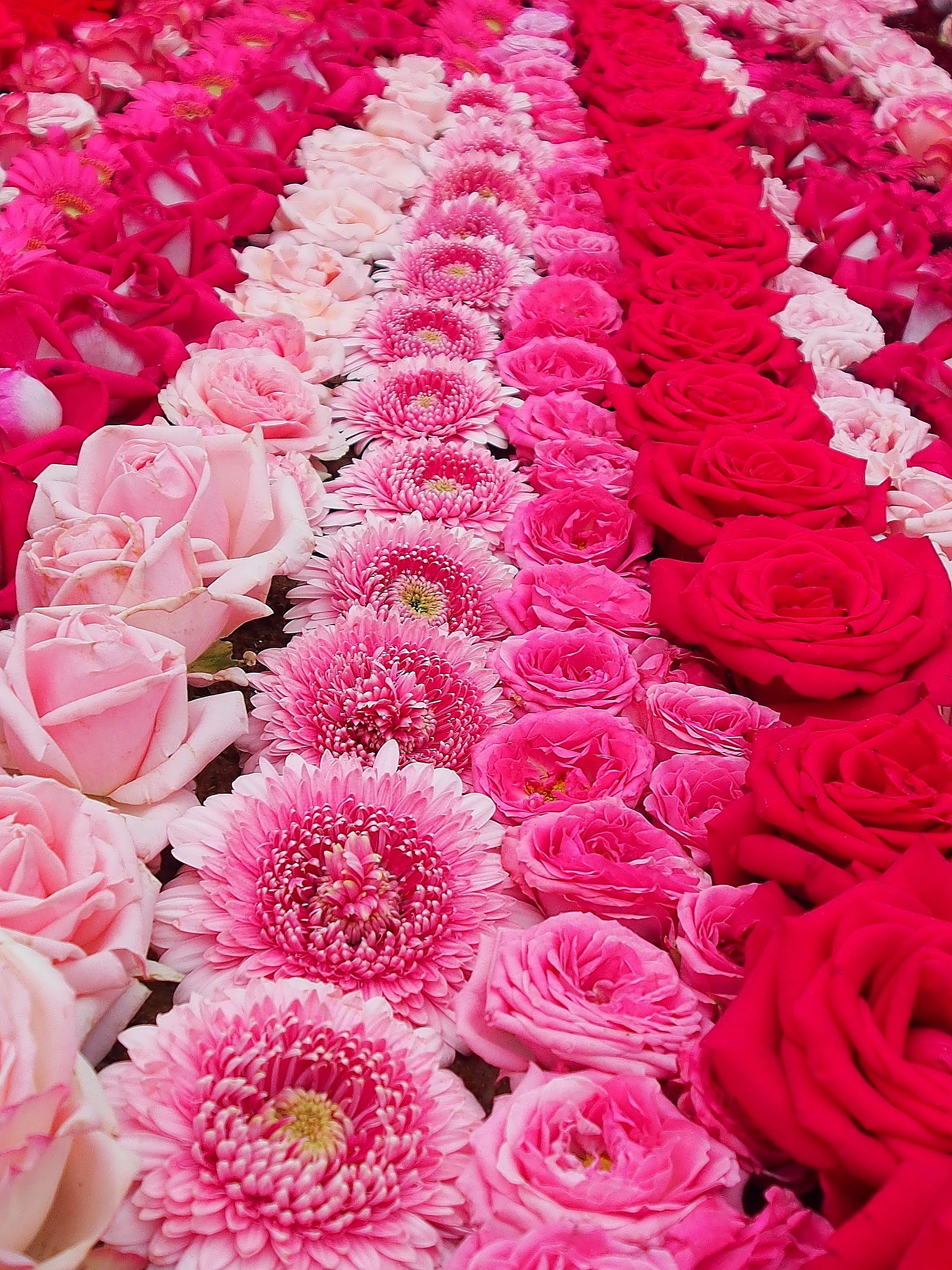 beauty in nature, backgrounds, inflorescence, no people, rose - flower, flower market, flower carpet, abundance, faith, flowers, close-up, fragility, fronleich took, Phone HD Wallpaper