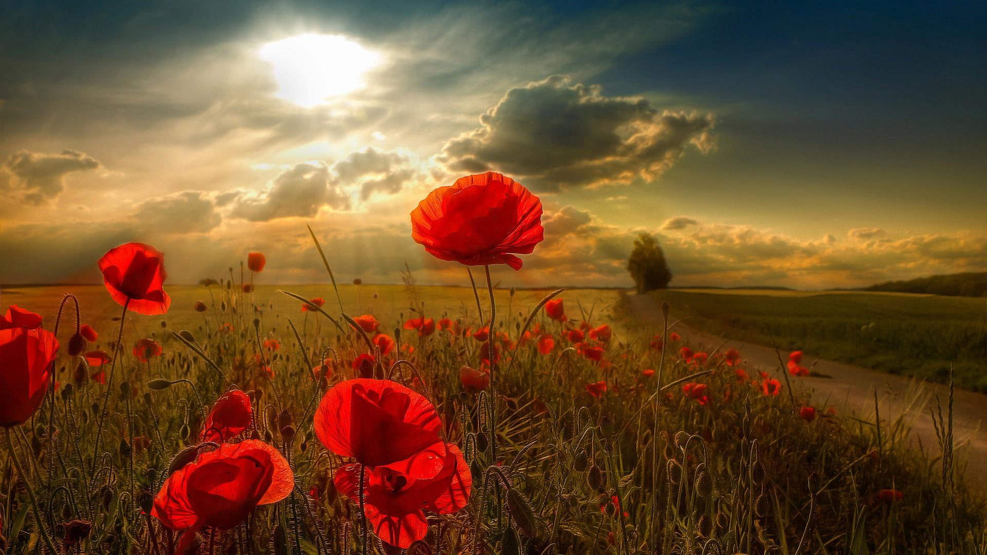 flower field, poppy field, clouds, summer, sunlight, flowers, poppy, rural area, field, red flowers, 1080P, meadow, HD Wallpaper