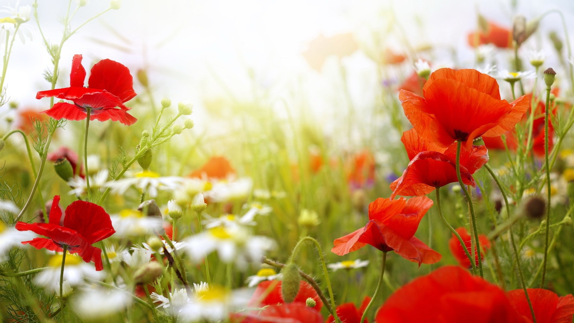 depth of field, red flowers, flowers, 1080P, poppies, nature, HD Wallpaper