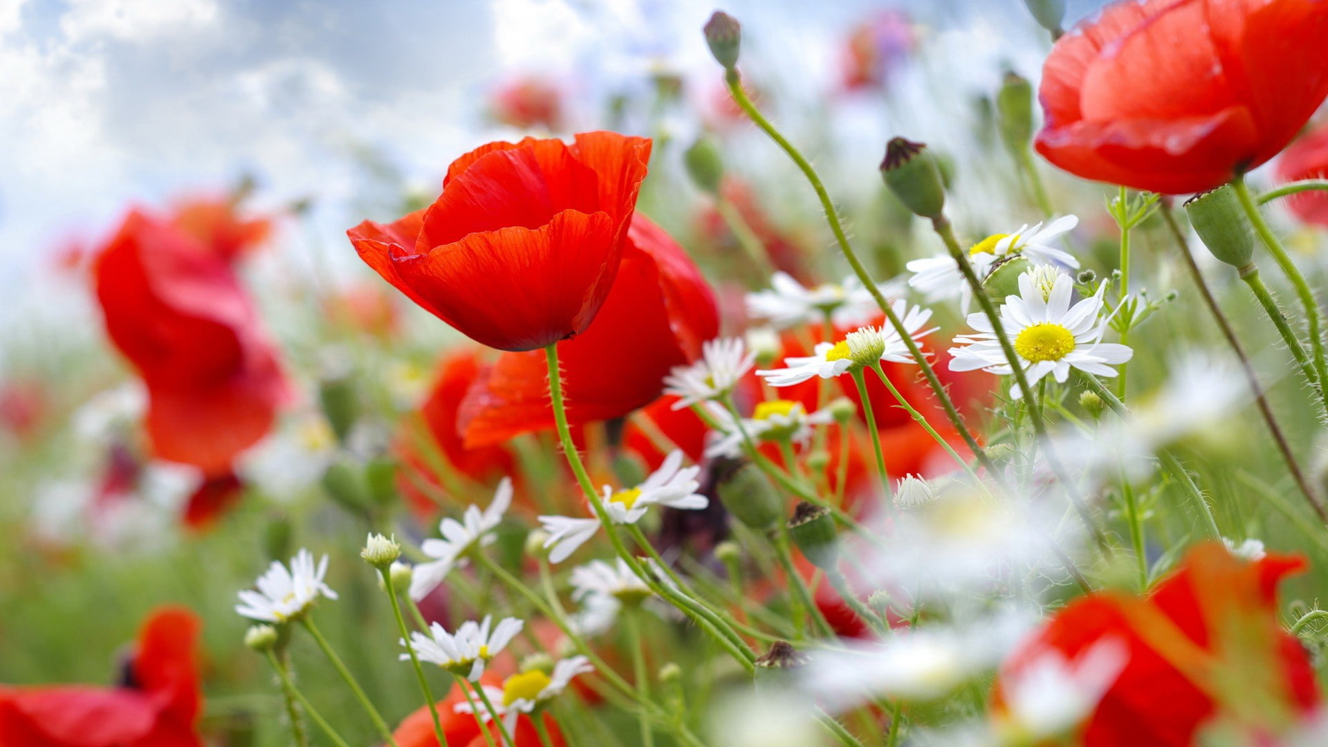 outdoors, inflorescence, flower, land, growth, close-up, red, field, flowers, poppies, 1080P, springtime, flower head, red flowers, no people, fragility, HD Wallpaper