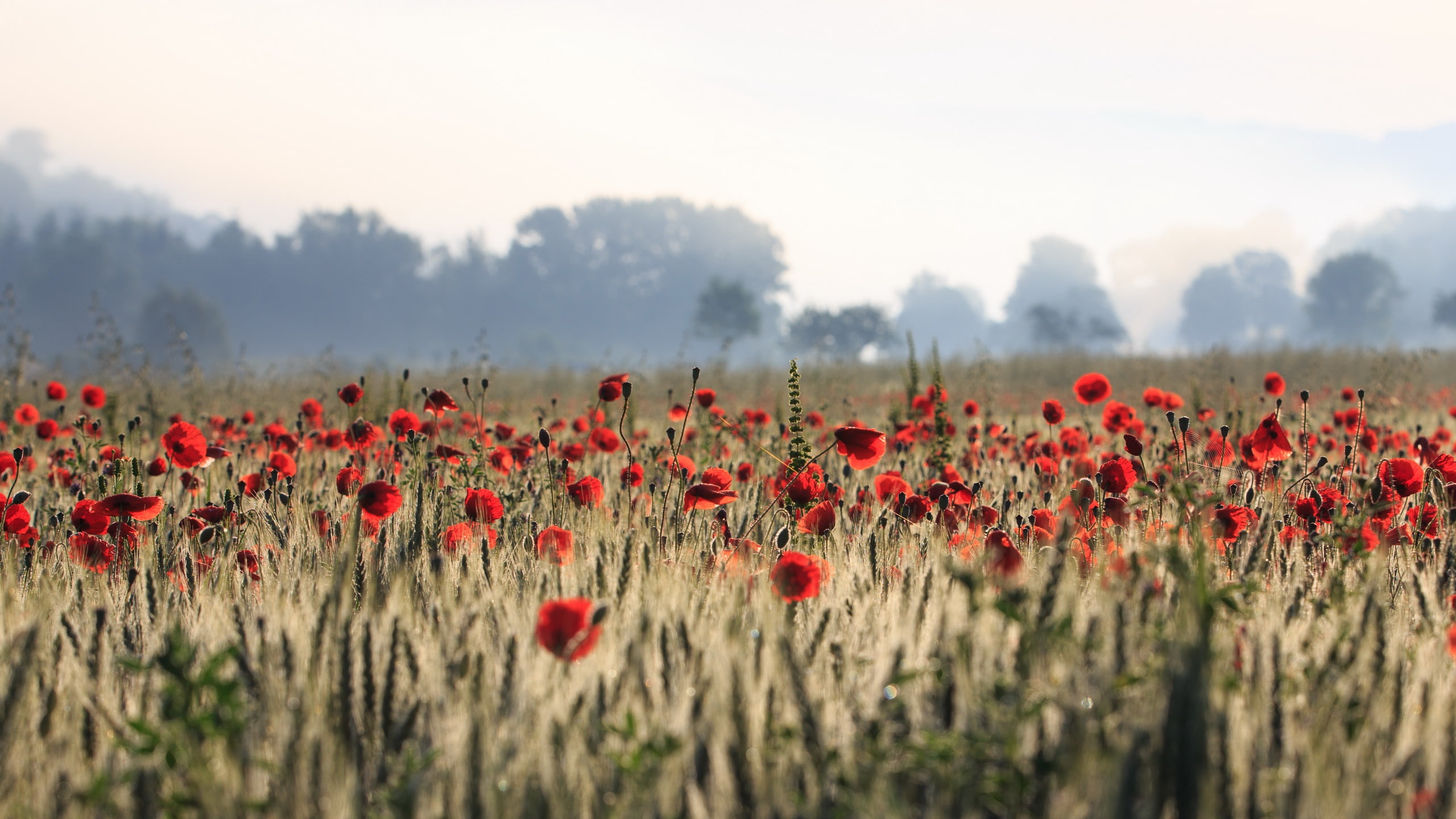 2K, red flowers, field, flowers, poppies, plants, HD Wallpaper