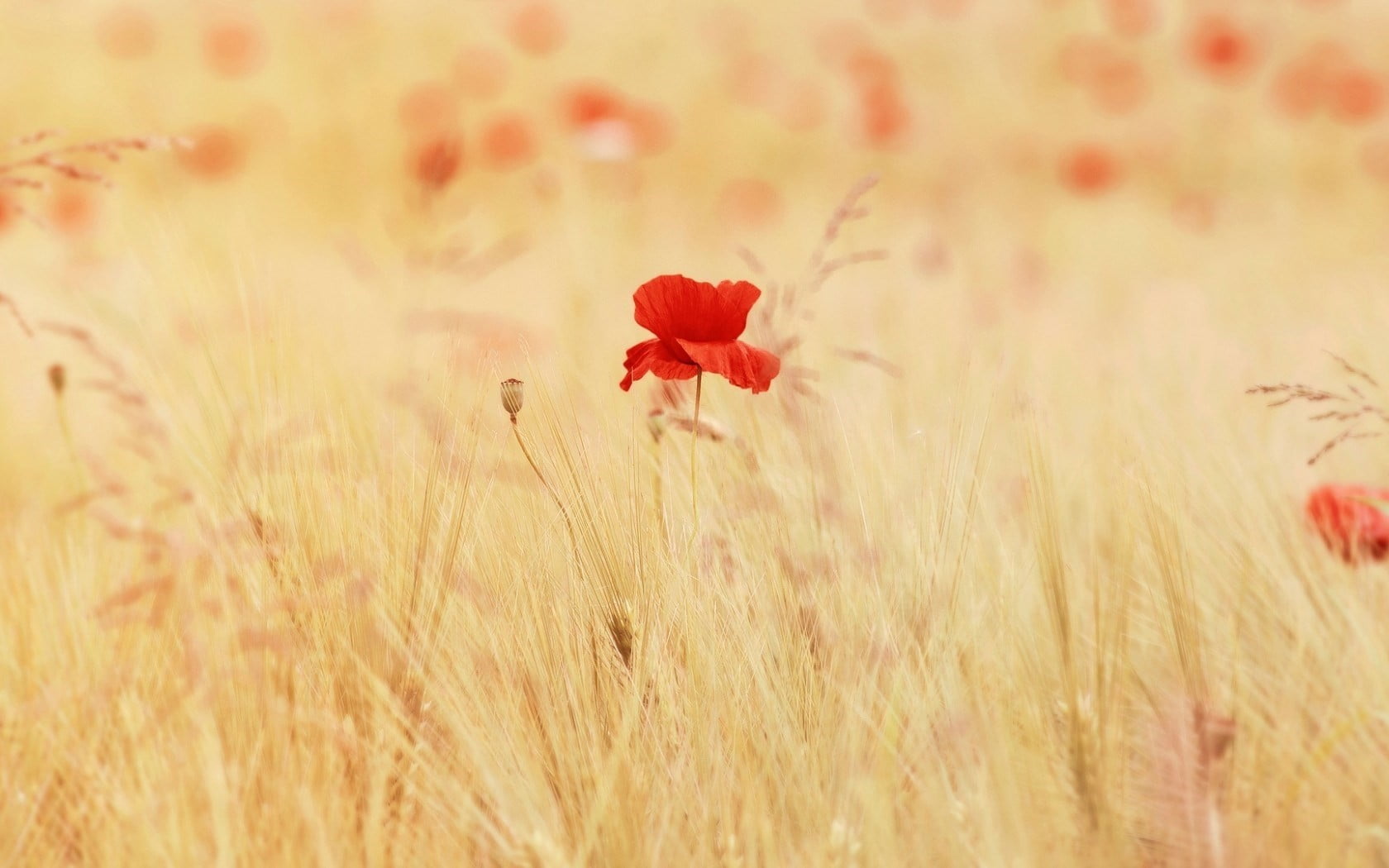 day, yellow, red flowers, flower head, decor, growth, poppies, close-up, red, beauty in nature, nature, flower, flowering plant, land, poppy, no people, HD Wallpaper
