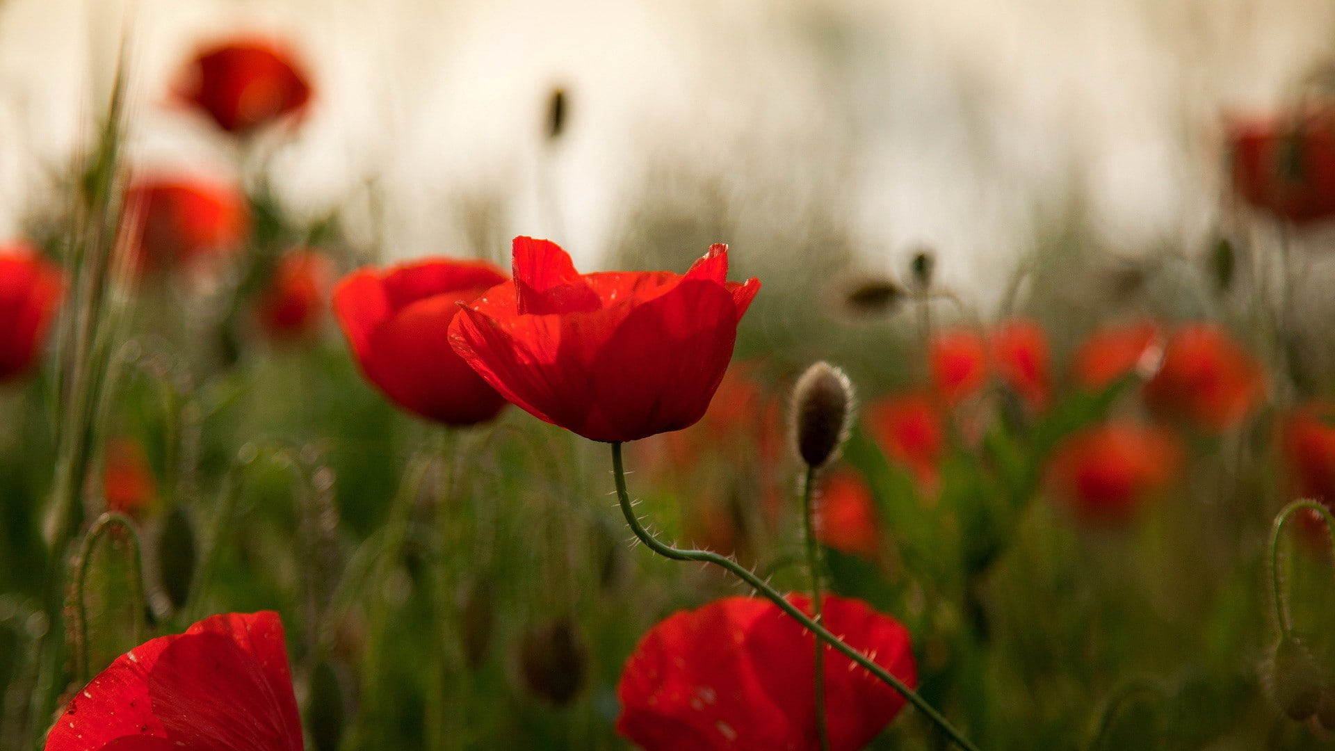 red flowers, flowers, poppies, 1080P, HD Wallpaper