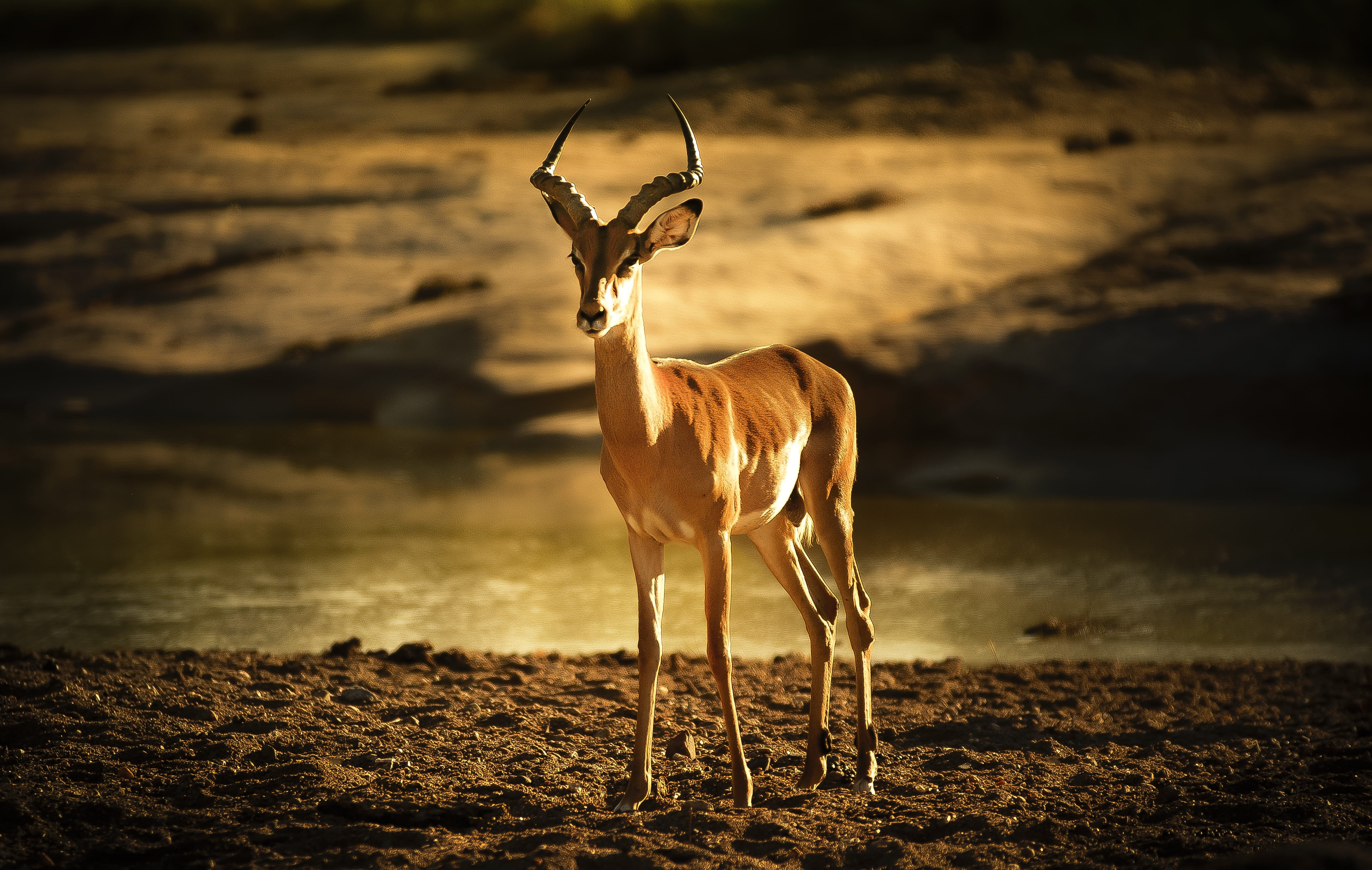 antelope, backlight, land, nature, animal themes, vertebrate, soil, arid climate, domestic animals, animal, riverbed, beauty in nature, herbivorous, day, HD Wallpaper