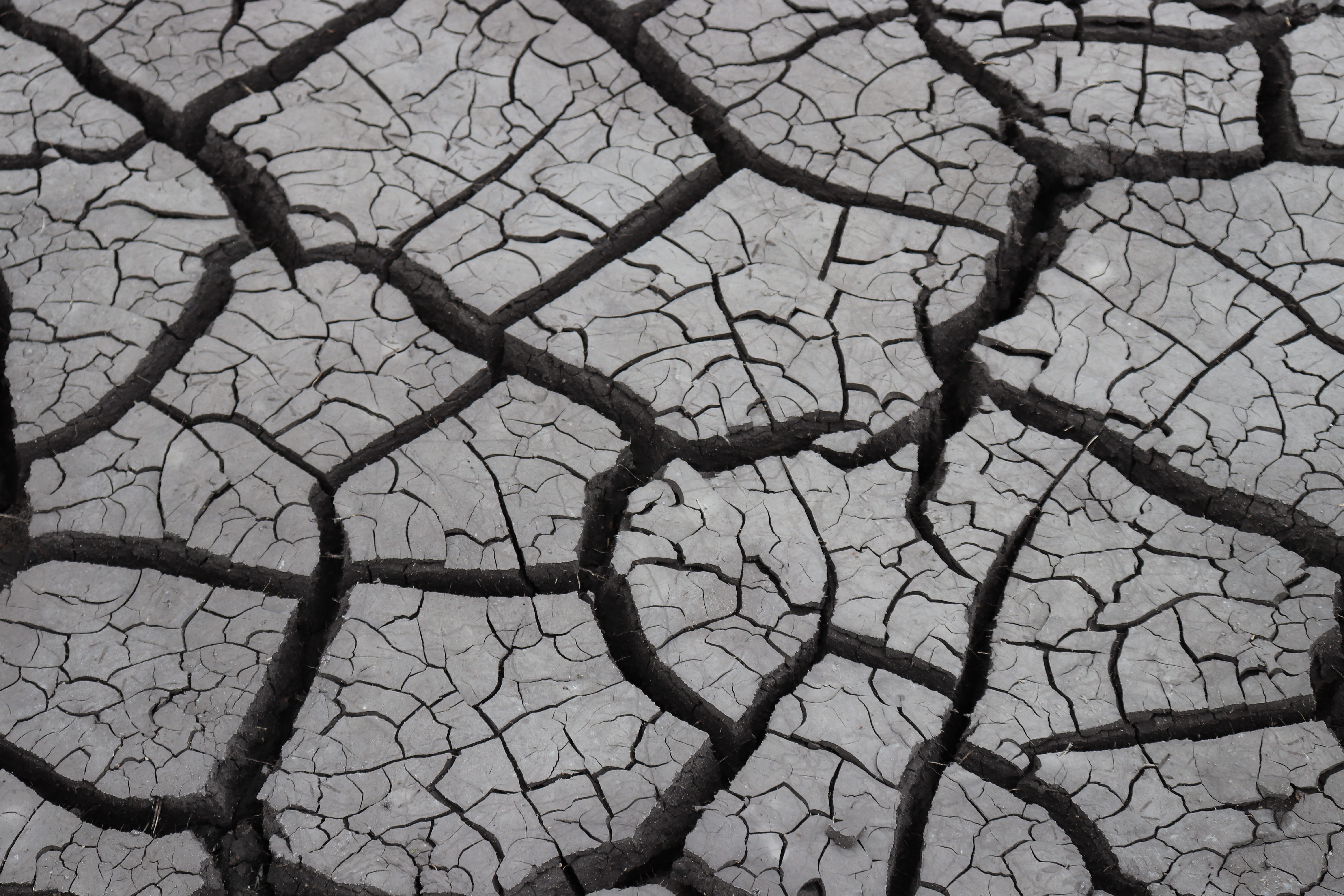 mud flats, dirt, nature, plant, trunk, 5K, no people, beauty in nature, pattern, tranquility, day, landscapes, texture, full frame, ground, riverbed, cracked, HD Wallpaper