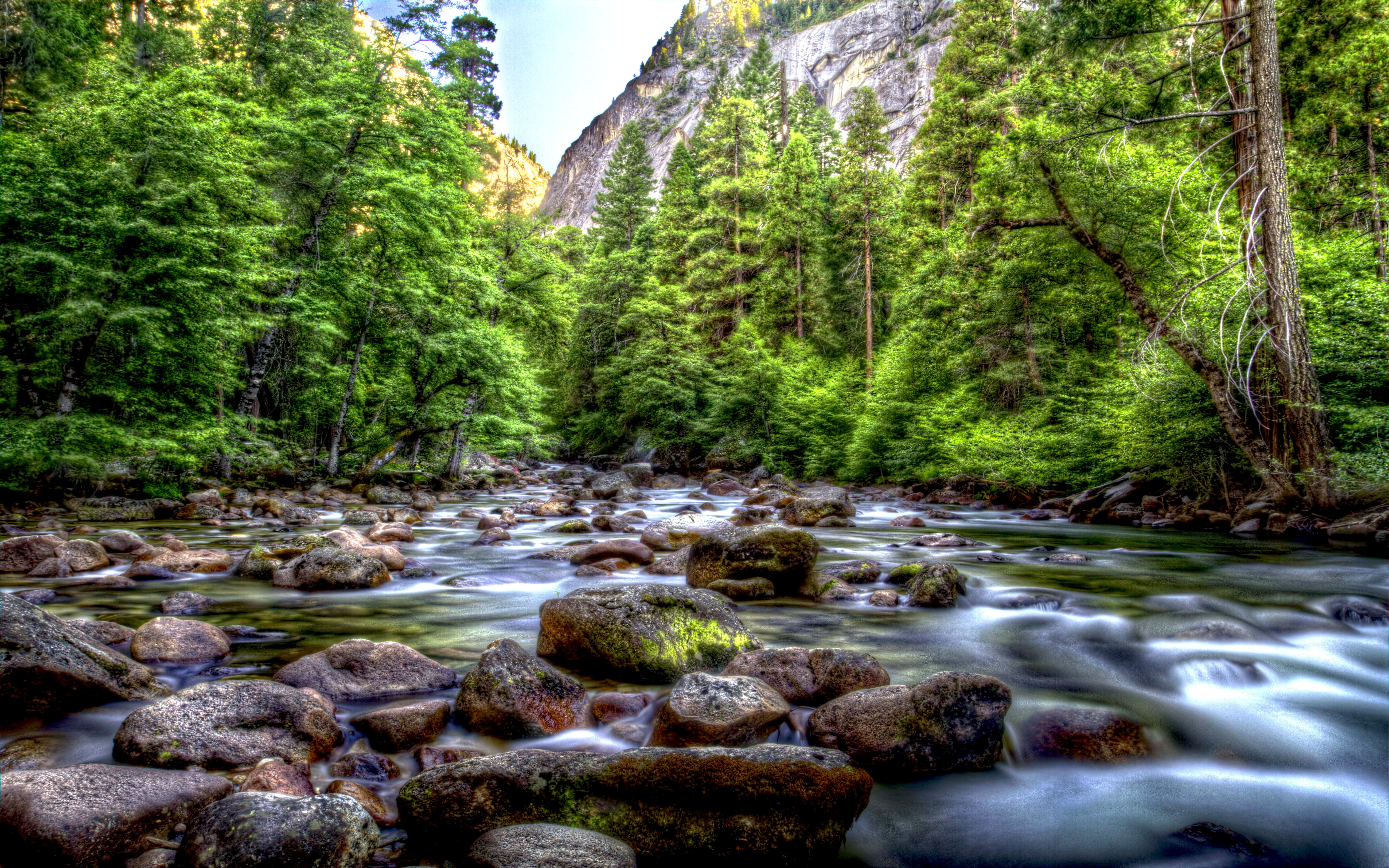 california, green color, day, scenics - nature, beauty in nature, forest, tranquility, no people, rock, outdoors, hd, desktop, 5K, stream - flowing water, HD Wallpaper