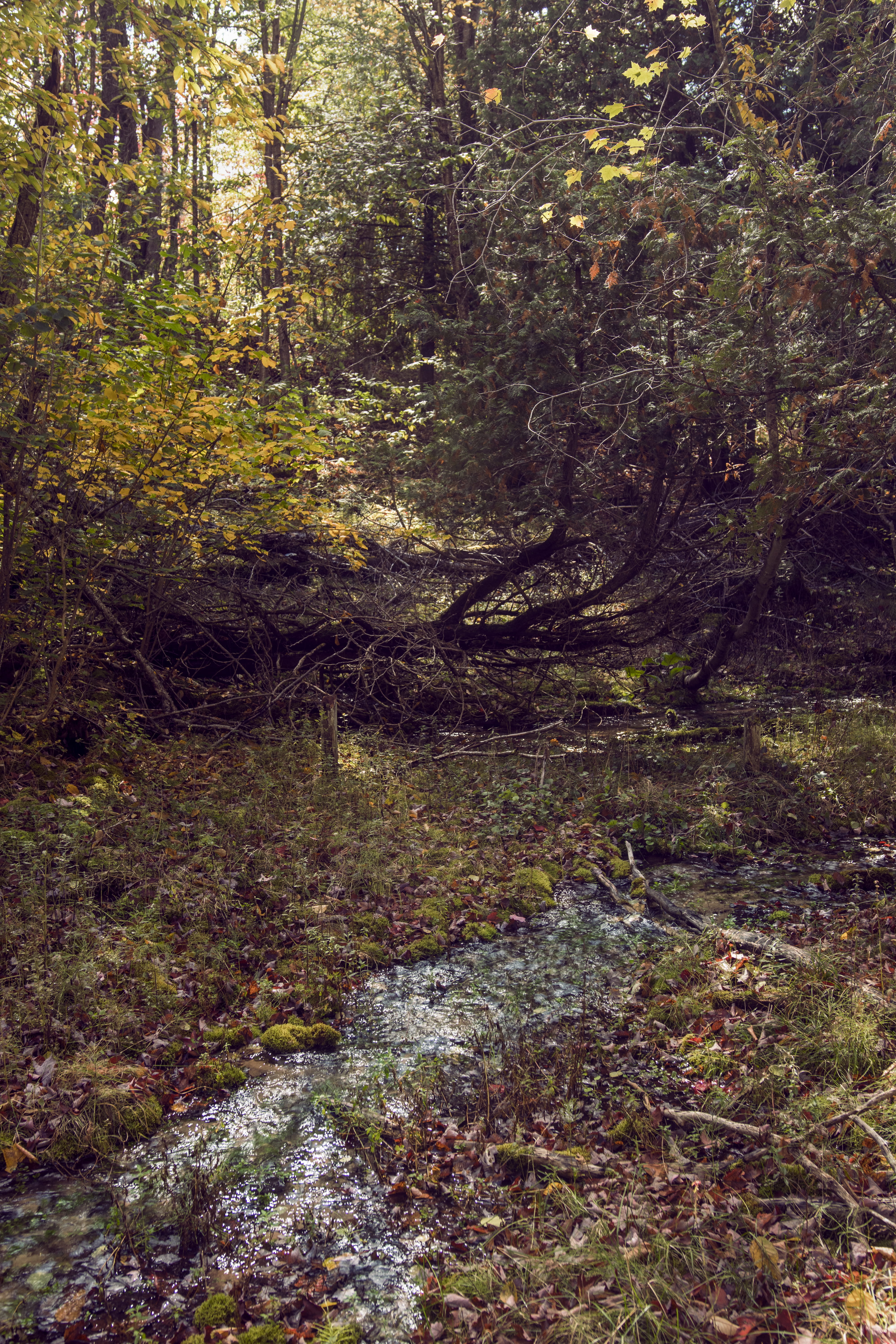 michigan, north, river, day, stream - flowing water, leaves, trail, plant, non-urban scene, tranquil scene, change, 5K, tree, woodland, united states, Phone HD Wallpaper