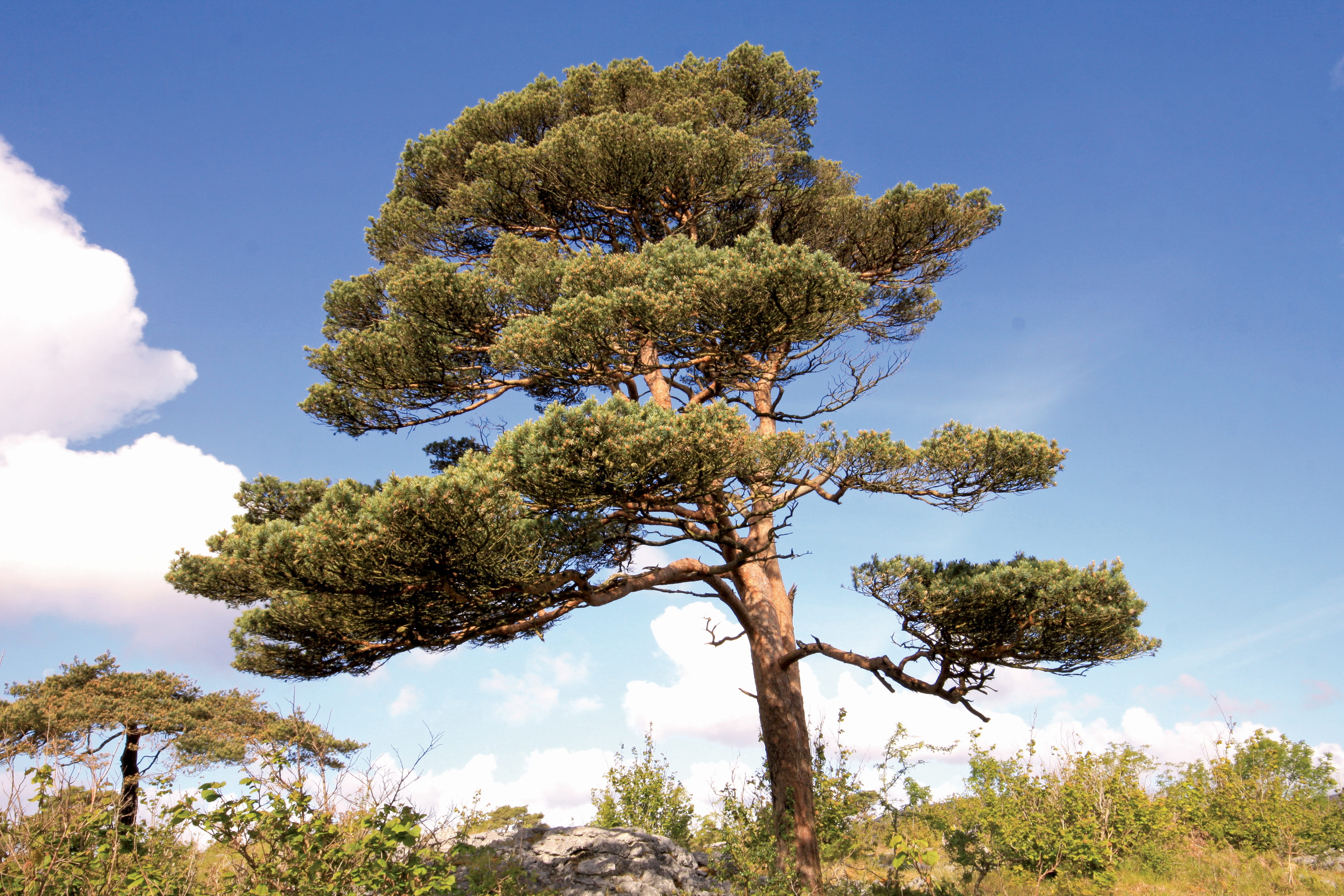 nature, white, pinus sylvestris, beauty in nature, growth, daytime, coniferous tree, flowering plant, sky, nature ireland, scenics - nature, ireland, scots pine, HD Wallpaper