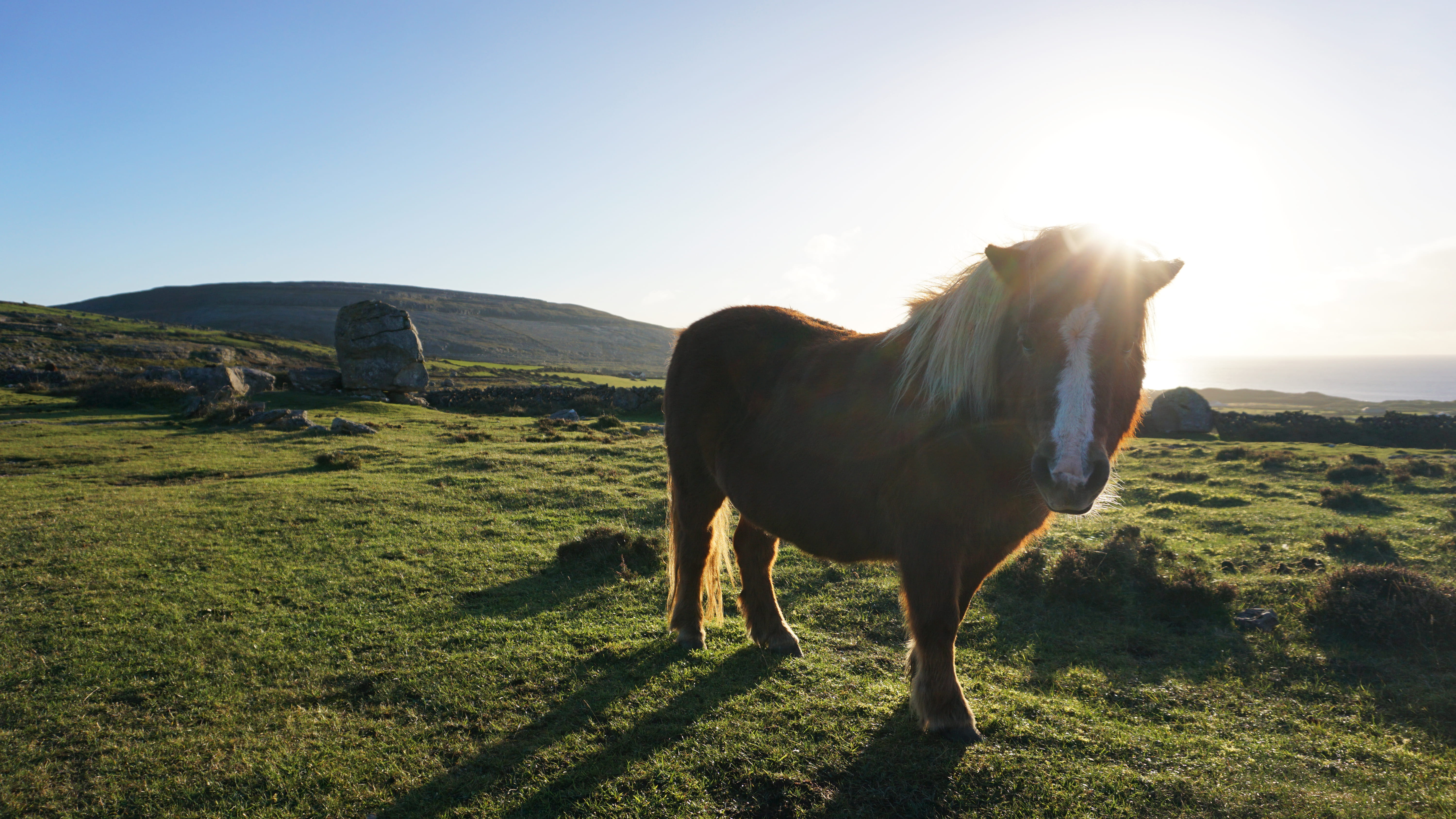 farm, burren, ireland, vertebrate, animal themes, field, mammal, land, pony, domestic, livestock, horse, standing, 5K, full length, one animal, herbivorous, HD Wallpaper