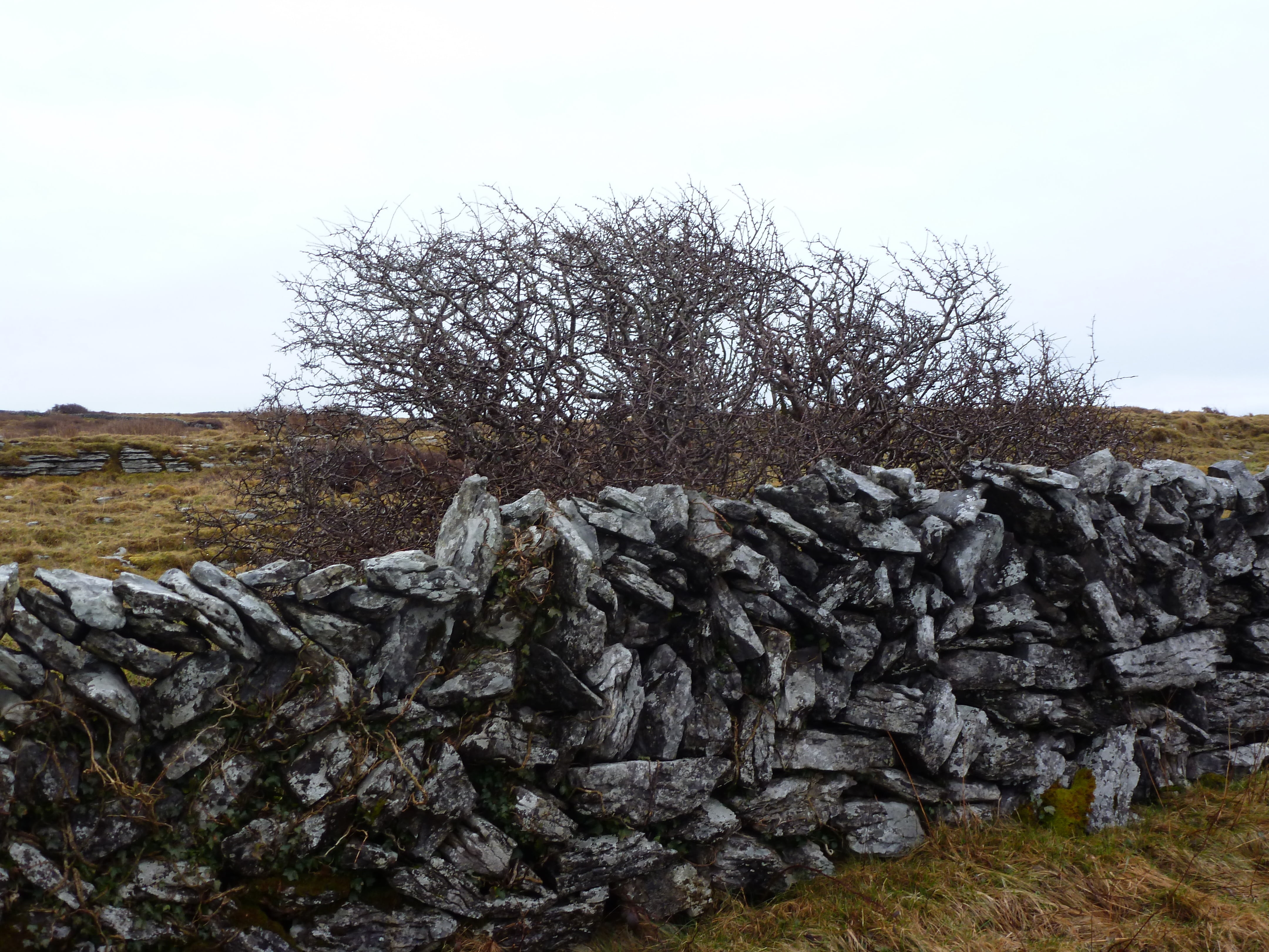 stone wall, rock, plant, nature, textured, scenics - nature, solid, ireland, stack, non-urban scene, old, stone, outdoors, tranquility, burren, landscape, HD Wallpaper