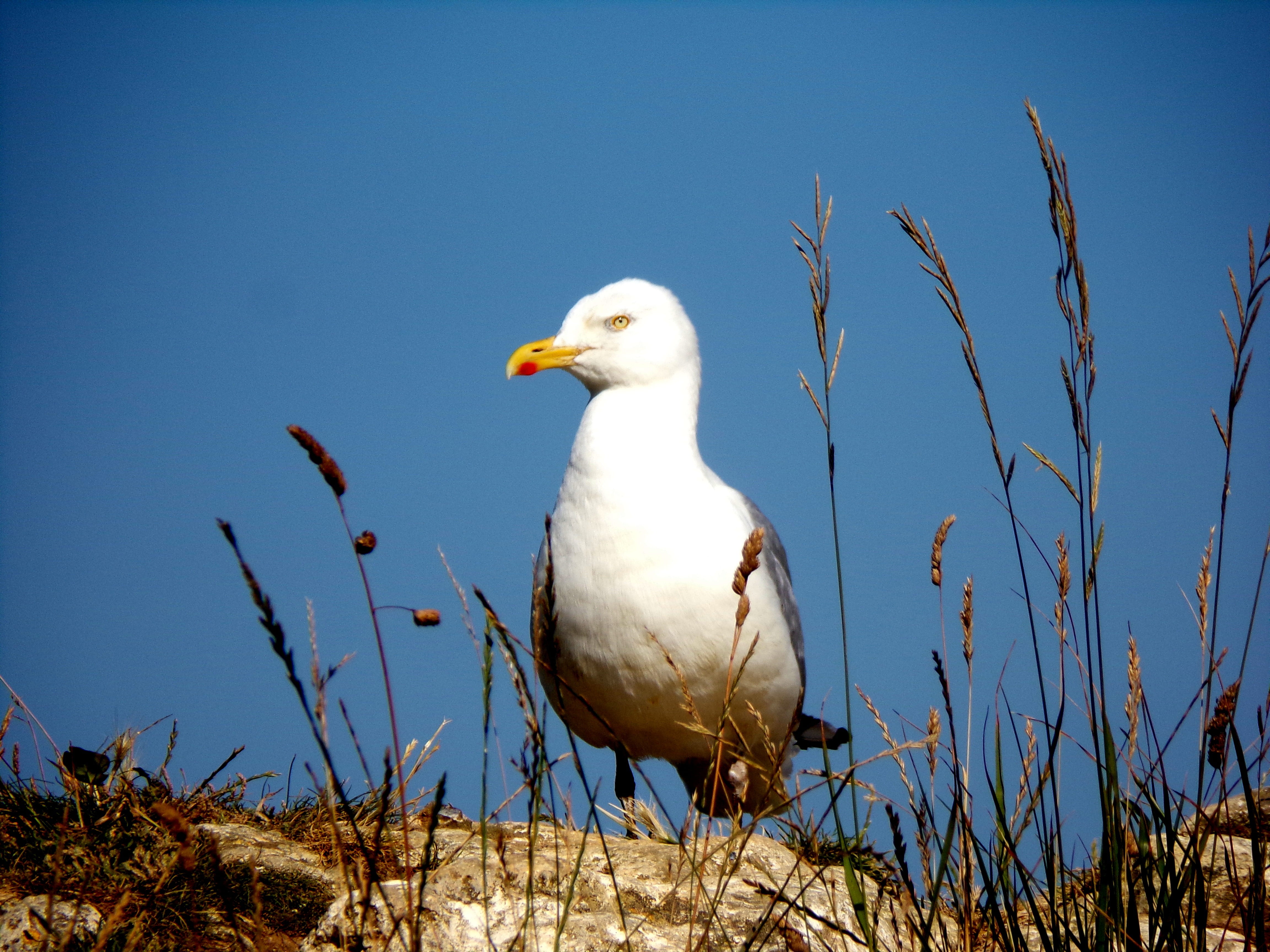 one animal, etretat, sea, herbs, water, bird, sunlight, animals in the wild, vertebrate, white color, gull, animal themes, no people, cliff, sky, outdoors, HD Wallpaper