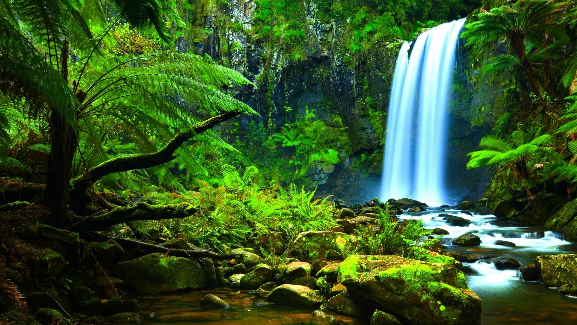 rainforest, no people, long exposure, outdoors, flowing, 1080P, tree, idyllic, growth, nature, green color, motion, forest, aire river, australia, beech forest victoria, HD Wallpaper