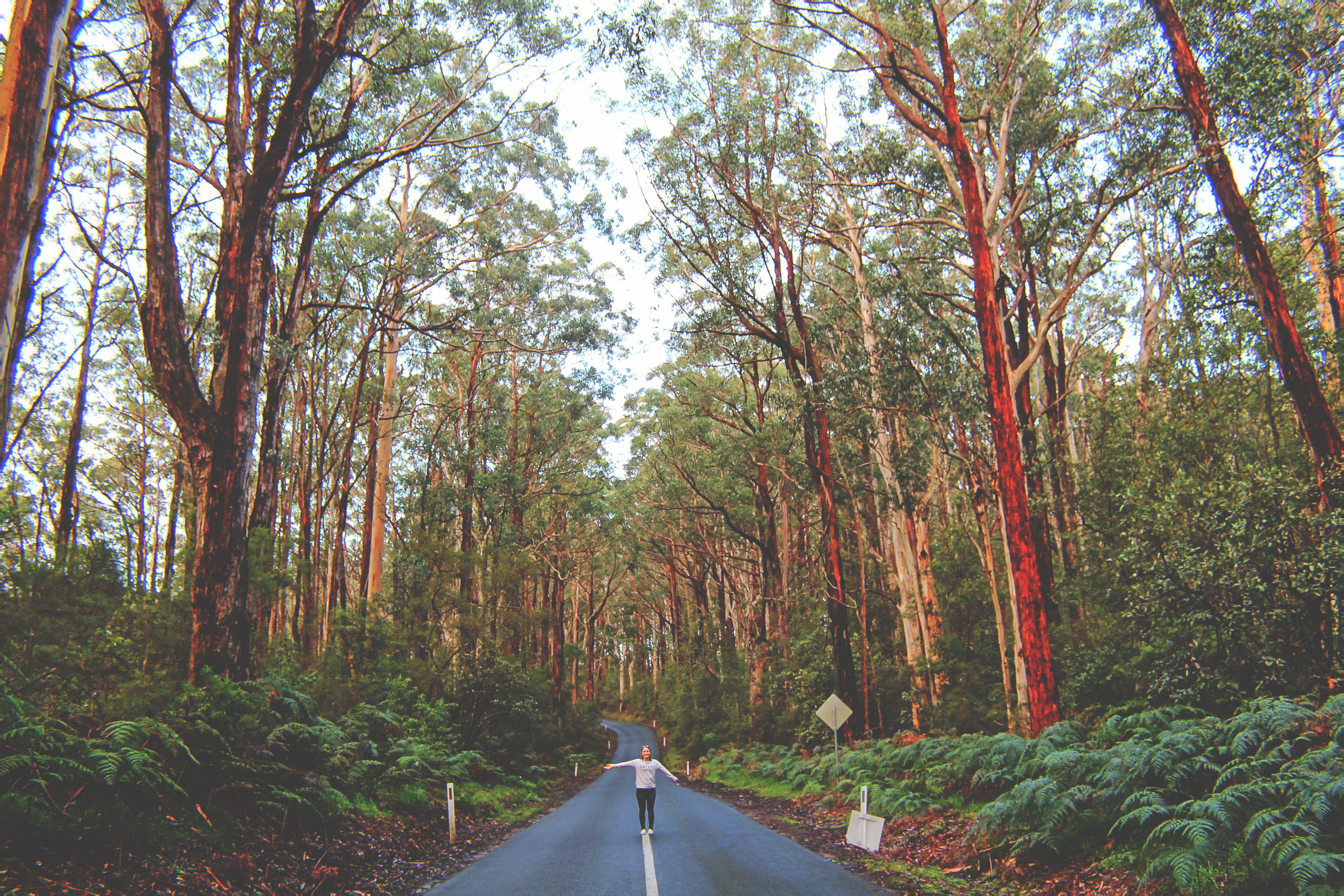 australia, koala, unsplash, road, tranquility, plant, beauty in nature, nature, green color, cape otway, tree, diminishing perspective, scenics - nature, HD Wallpaper
