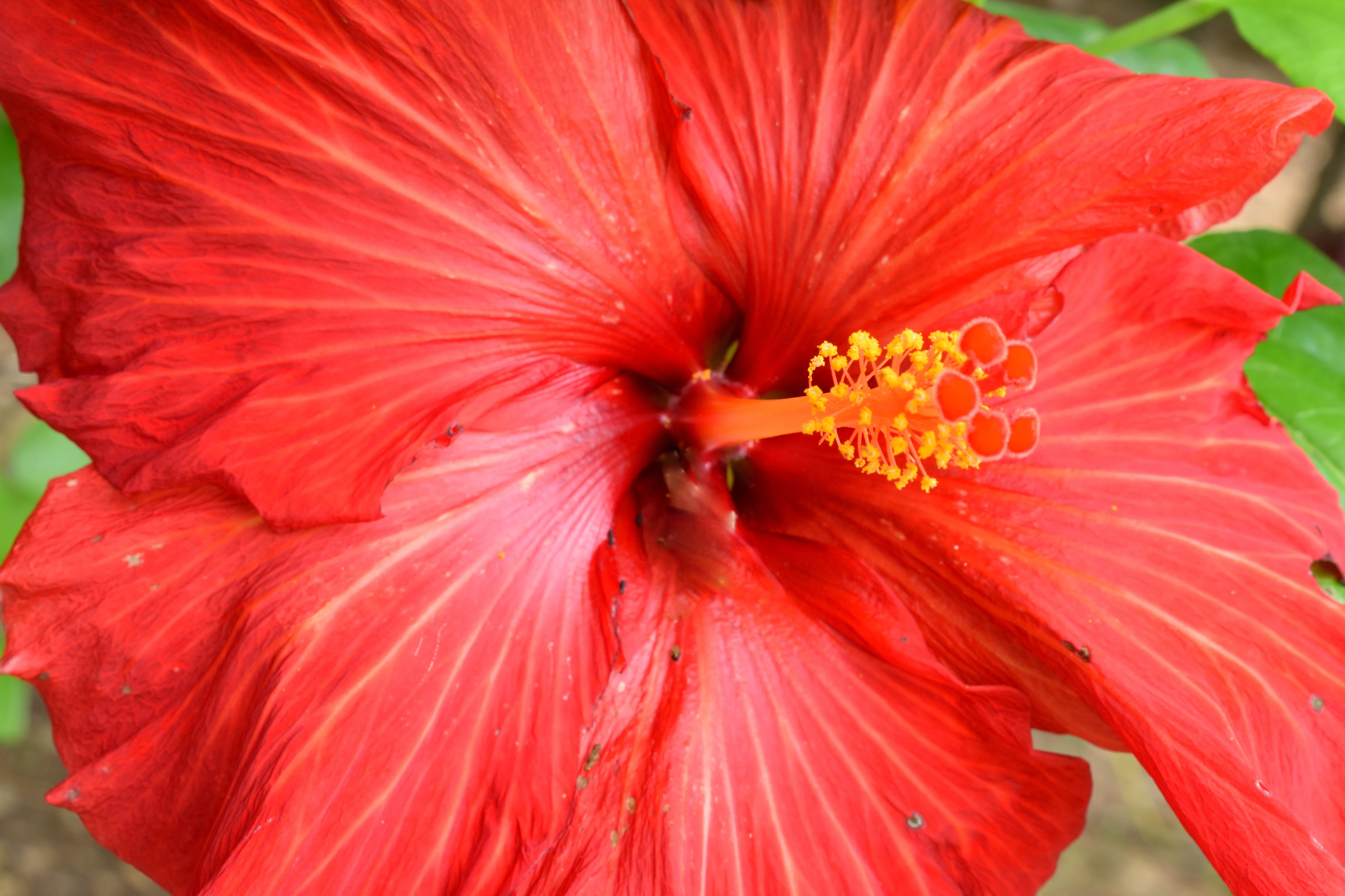 fragility, no people, pollen, flower, flowering plant, red, beauty in nature, golgotha, focus on foreground, stamen, vulnerability, 5K, close-up, day, HD Wallpaper