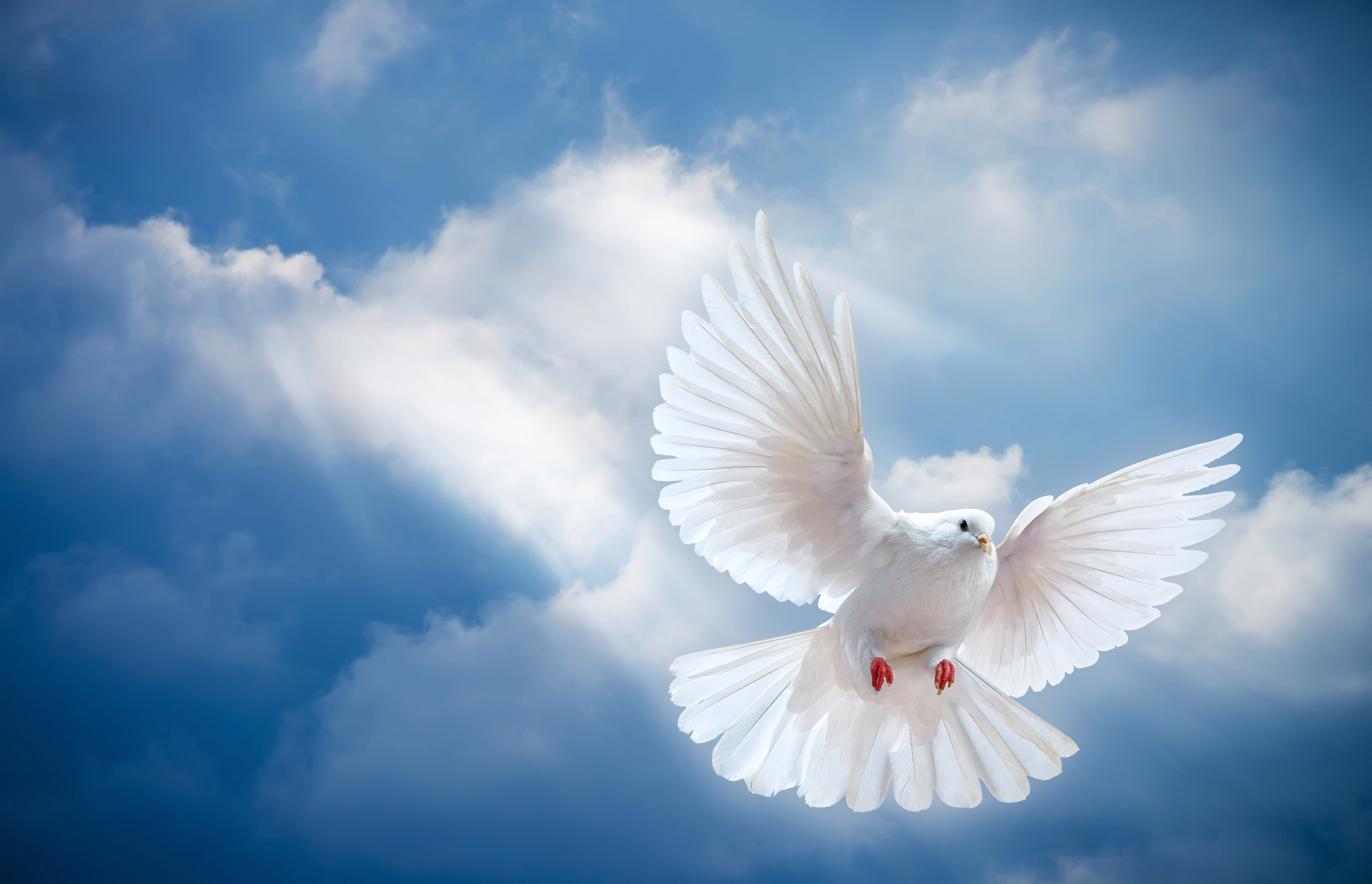 outdoors, hd, religious equipment, motion, laptops, angel, dove - bird, vertebrate, 5K, animal themes, mid-air, freedom, pigeon, flying, nature, HD Wallpaper