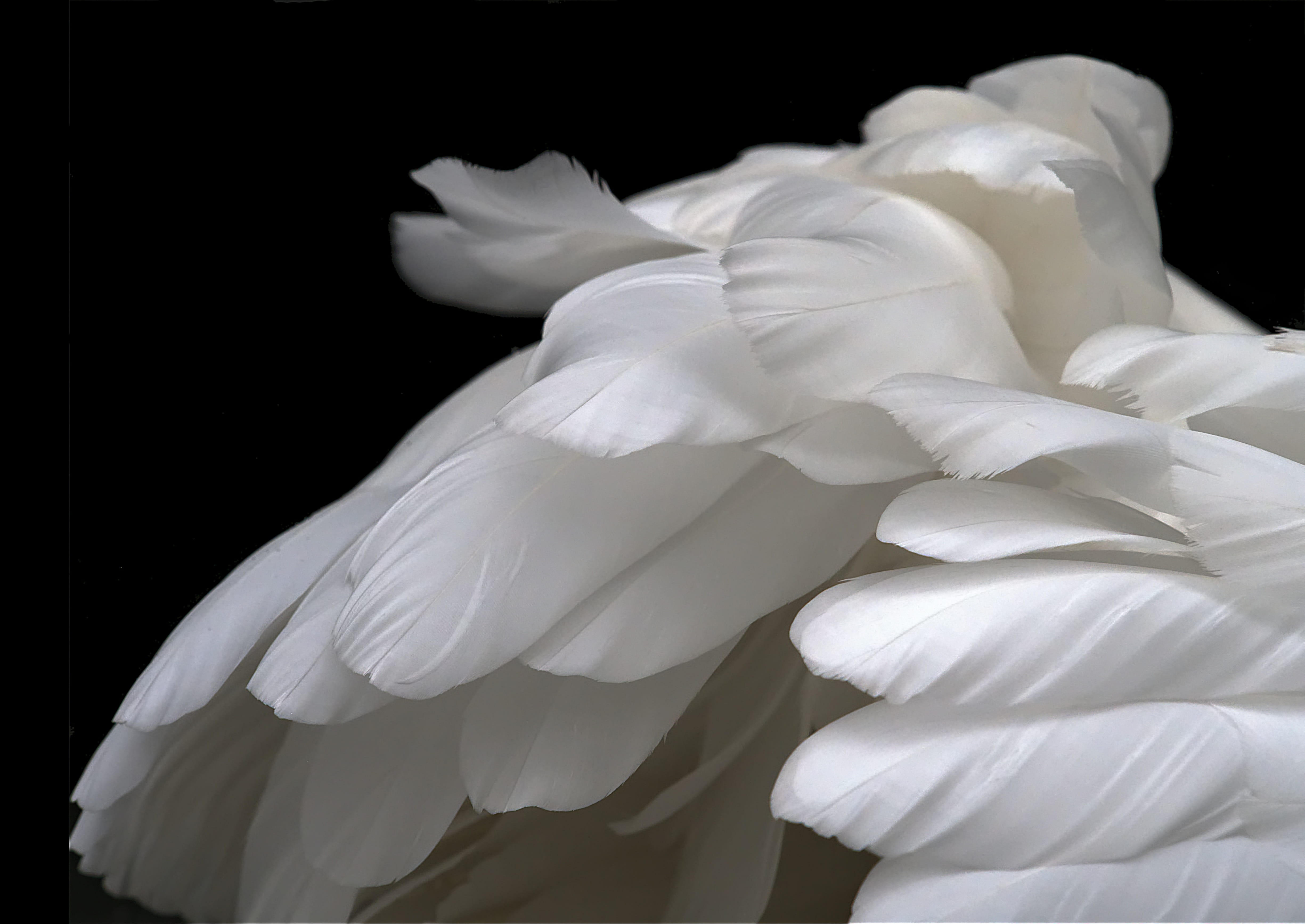 flower, night, 4K, relax, no people, Soft, vulnerability, serene, studio shot, calm, bird, freshness, serenity, peace, fragility, flower head, white color, HD Wallpaper