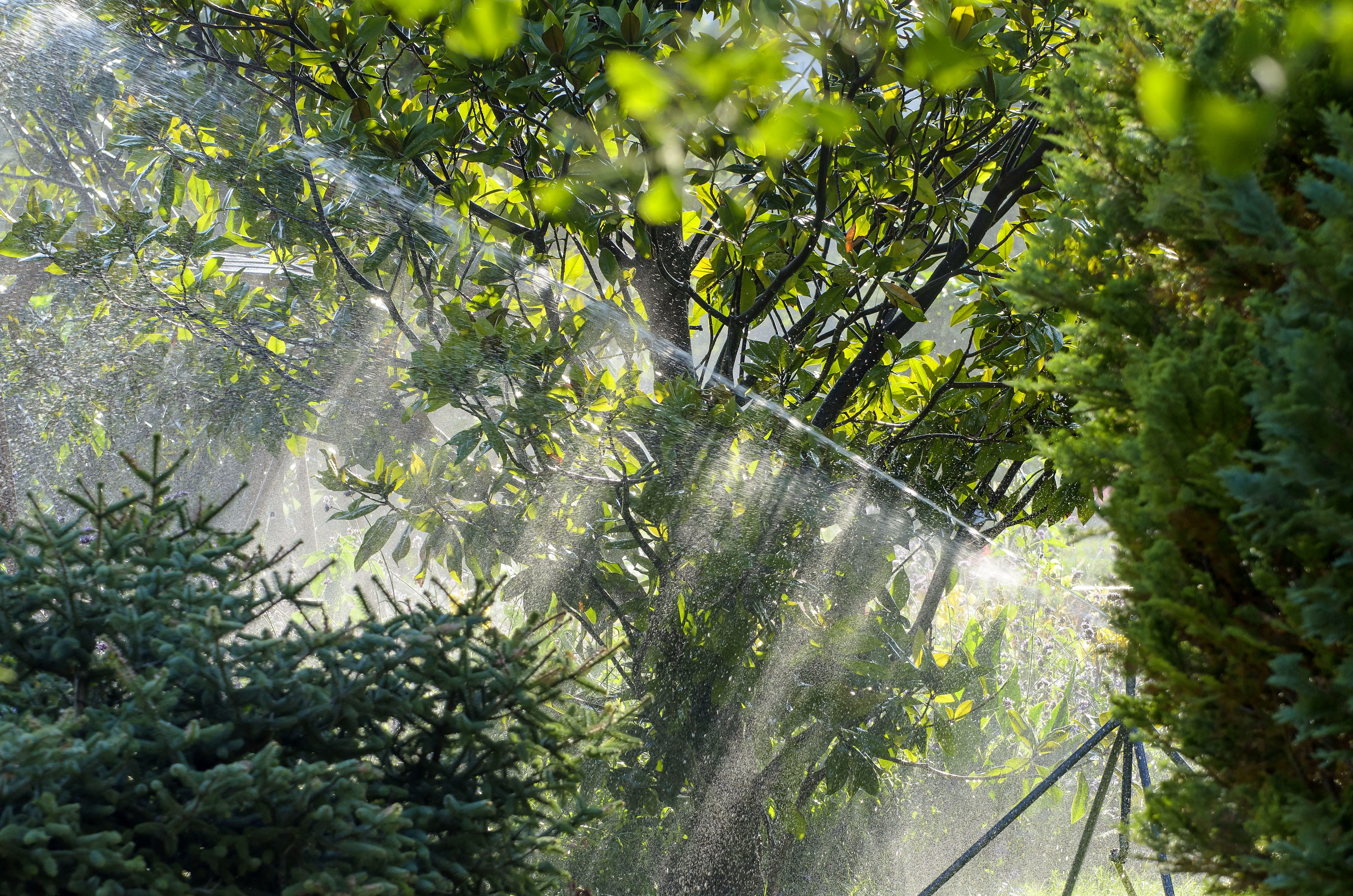 no people, irrigation, green color, hose, land, tree, fruit, food and drink, green, magnolia, plant, day, 4K, tranquility, sunlight, atmosphere, conifers, HD Wallpaper