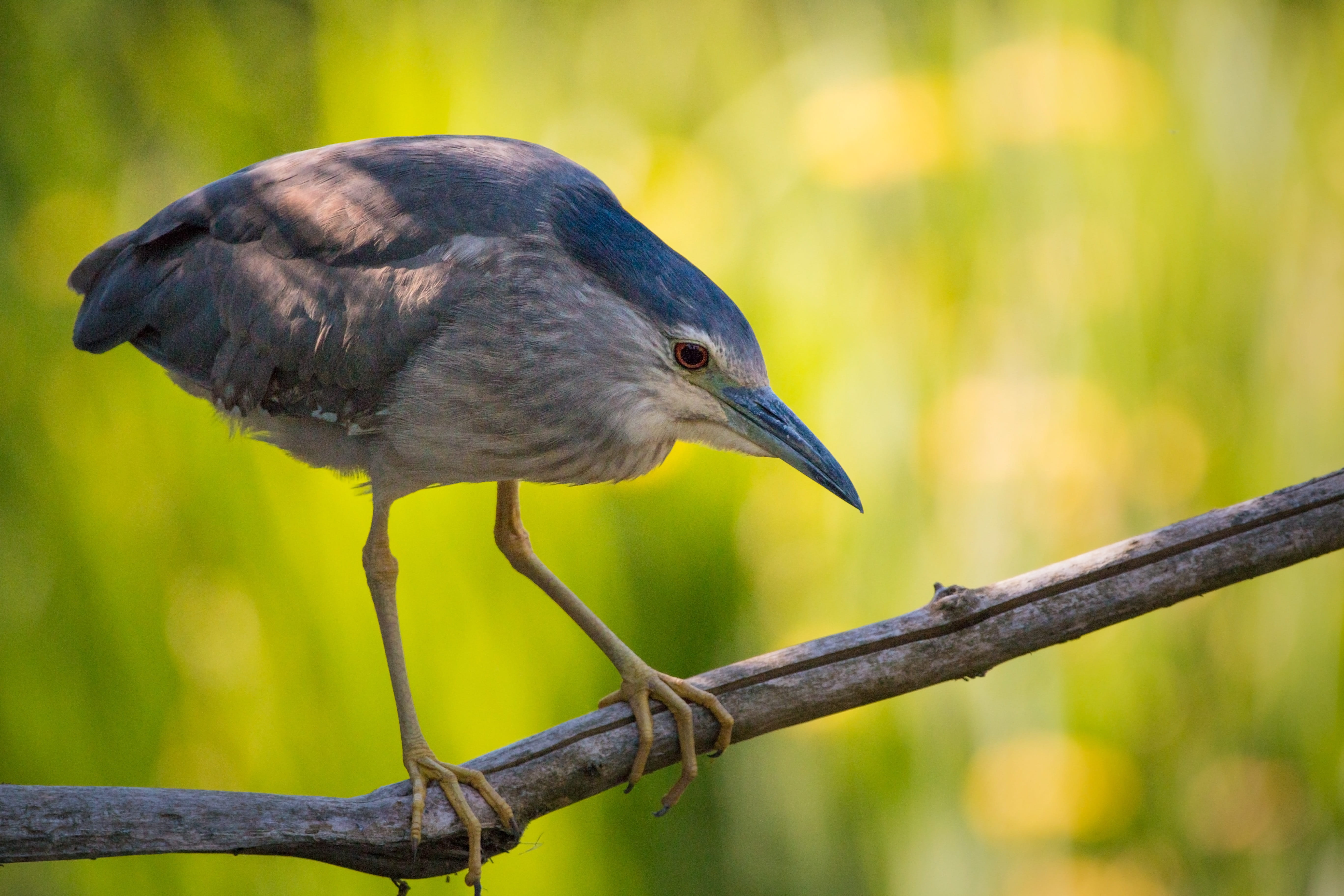 forest, wildlife, grey, Night Heron, no people, sunlight, nature, sitting, green color, plumage, sun, lichtblick mood, plant, rarely, close, animals In The Wild, HD Wallpaper
