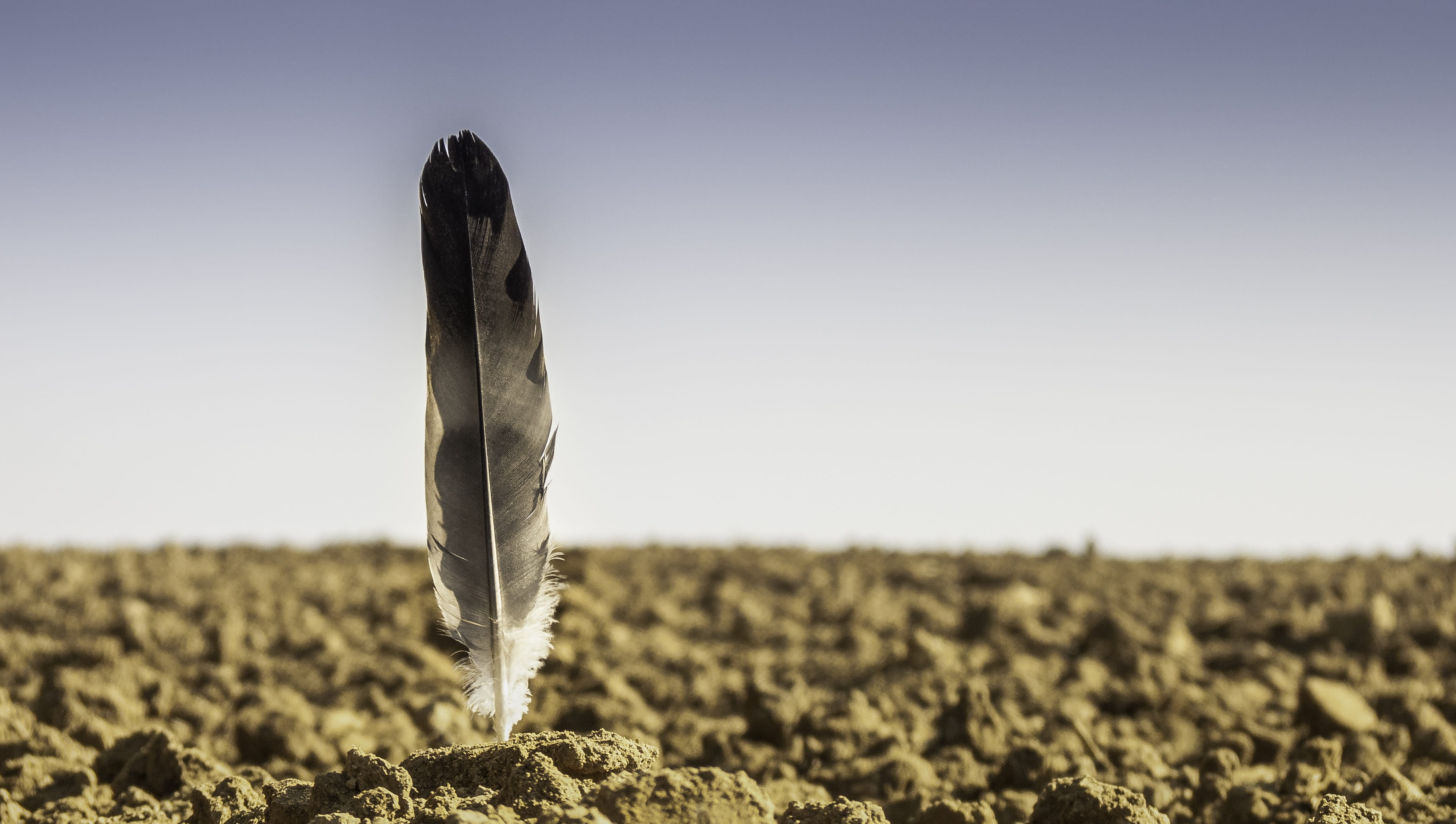 northern germany, crop, plowed, agriculture, daytime, earth, soil, nature, field, day, environment, land, blue, tranquility, gray, 2K, foresight, beauty in nature, HD Wallpaper