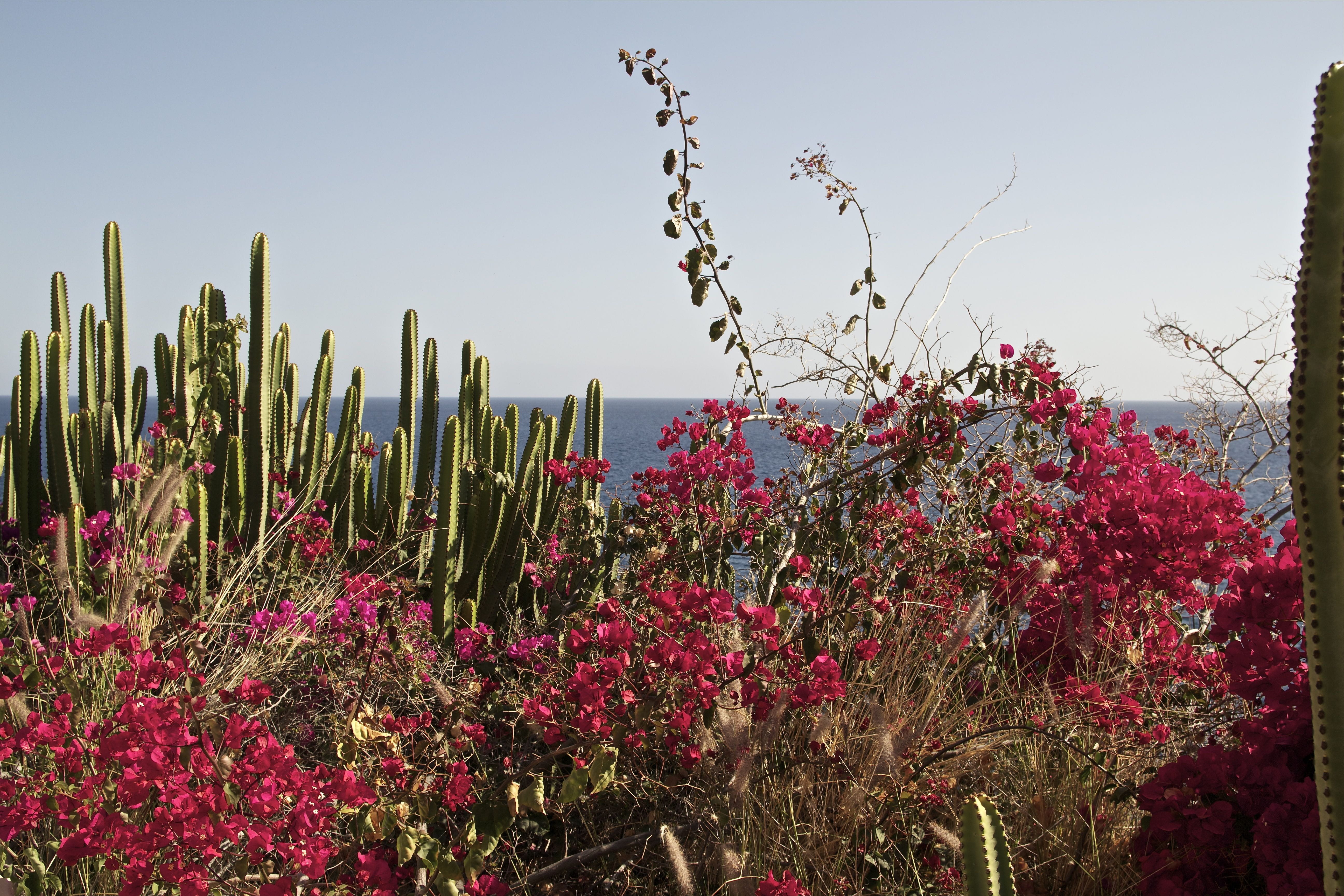 atlantic, growth, water, canary islands, evening sun, view, field, succulent plant, beauty in nature, day, ocean, nature, freshness, foresight, no people, HD Wallpaper