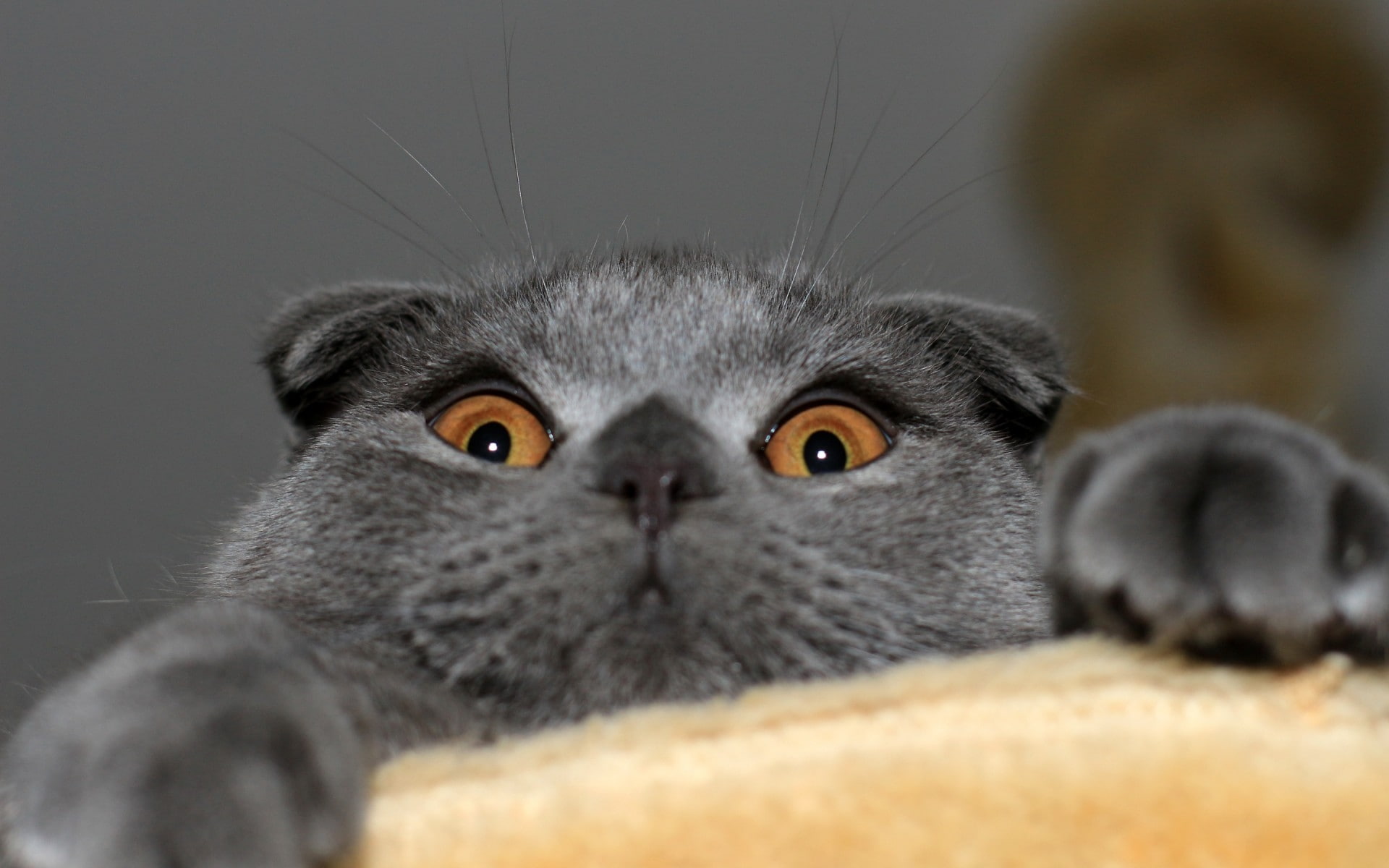 scottish fold, domestic cat, gray, animal eye, one animal, looking at camera, indoors, cat, domestic animals, close-up, whisker, mammal, feline, portrait, HD Wallpaper