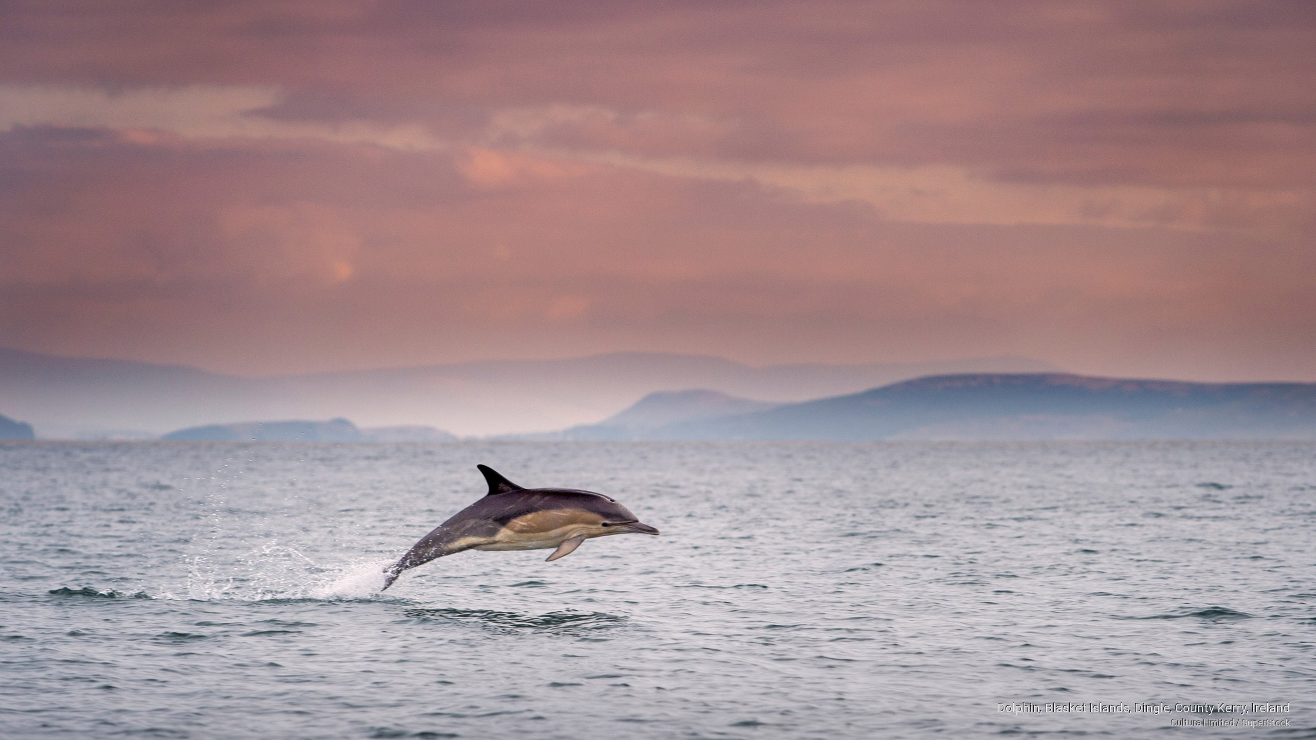 ireland, blasket, islands, 2K, county, kerry, Ocean Life, dolphin, dingle, HD Wallpaper