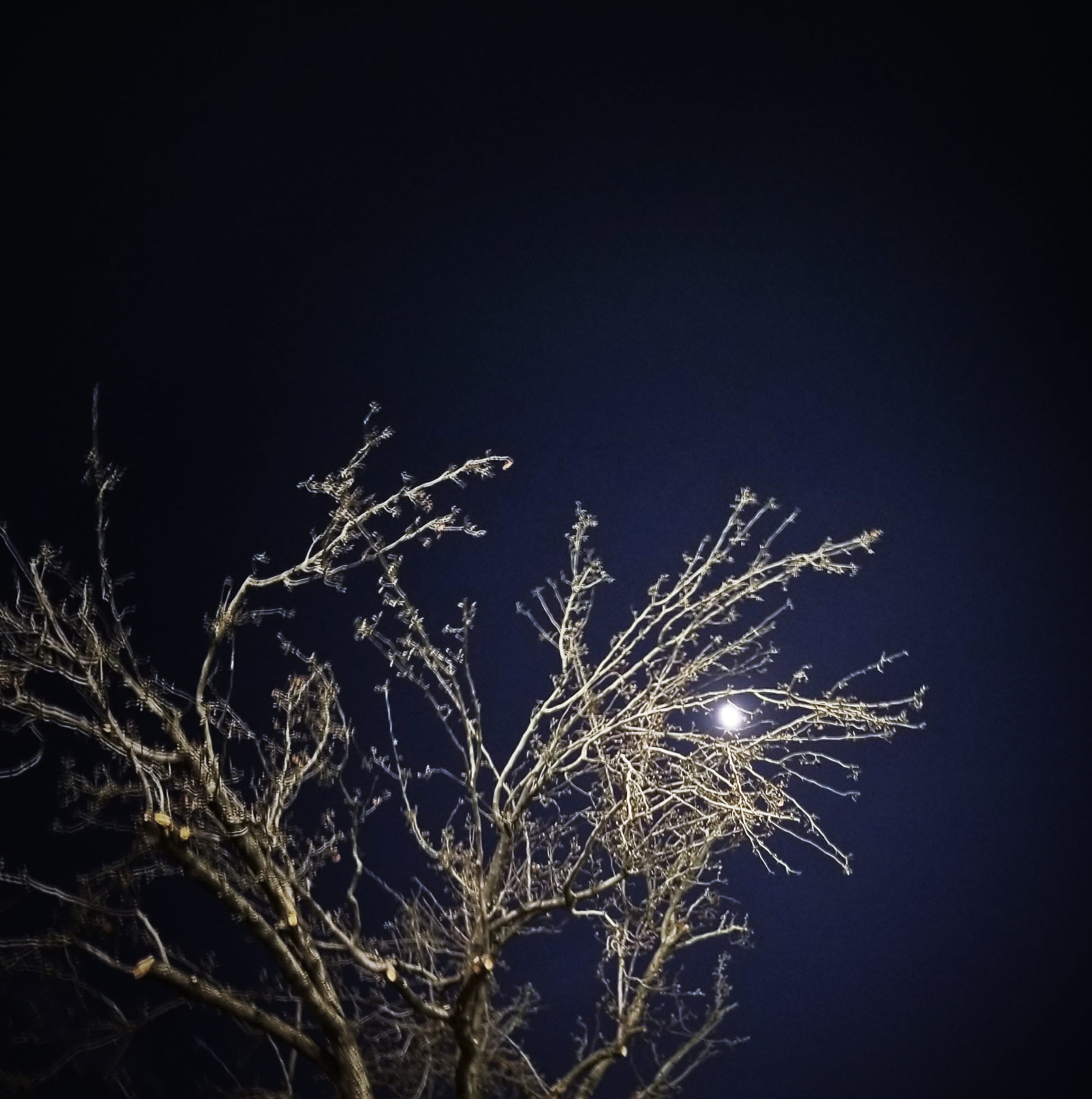 tree, beauty in nature, photography, bare tree, trees, haunting, creepy, cold temperature, night, fall, unsplash, 1080P, new, winter, christmas, sky, background, Phone HD Wallpaper