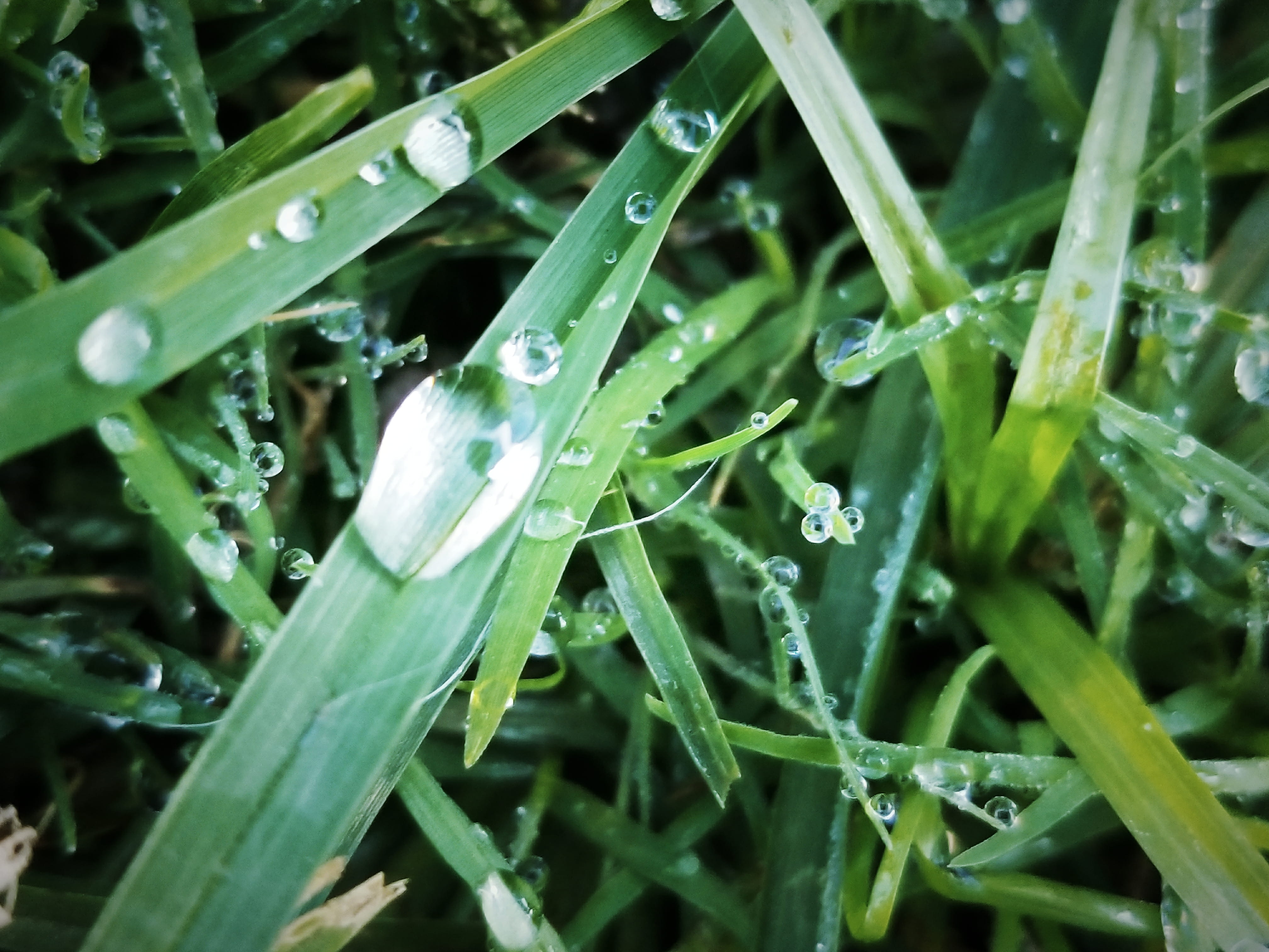blade of grass, los angeles, 4K, macro, no people, freshness, minimal, plant, digital photography, outdoors, leaf, droplets, full frame, fall, dew, plant part, HD Wallpaper