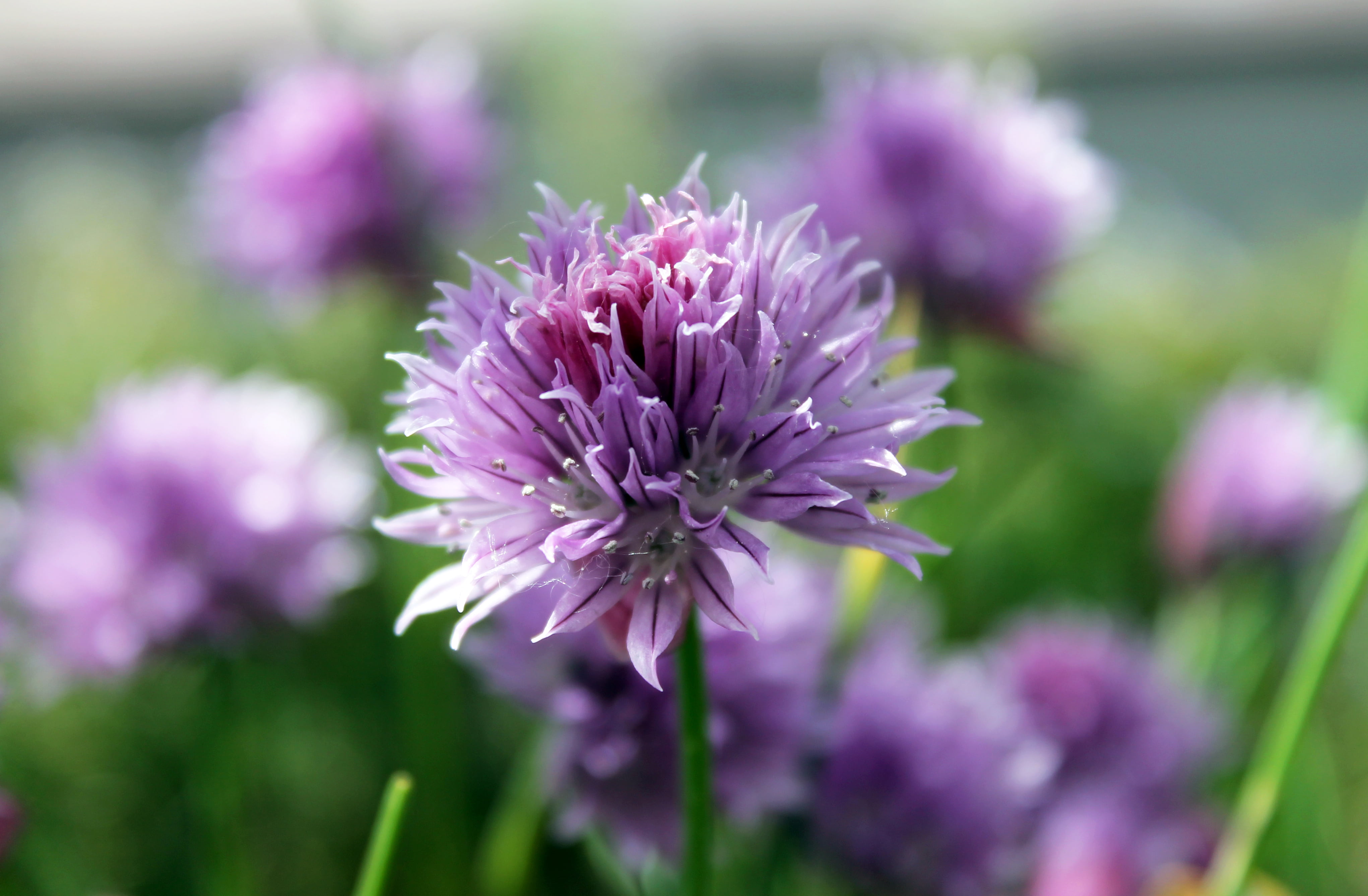 lia, aria, macro, mediterranea, dieta, terrazzo, fiore, selective, purple, blur, blumen, terrace, flower, clustered, spezia, close-up, plant, giardino, HD Wallpaper