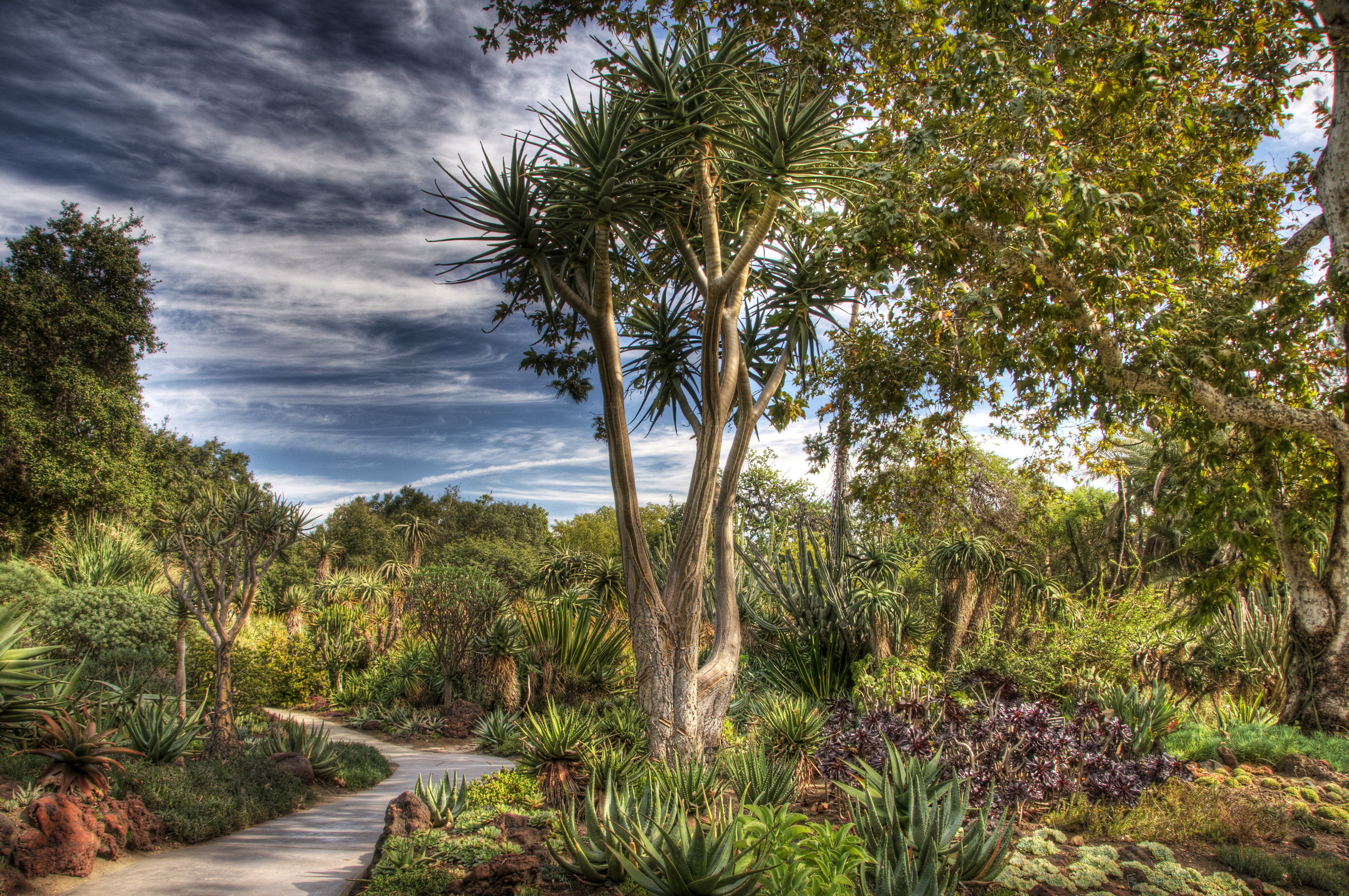 trees, botanical, 4K, gardens, san, huntington, nature, hdr, marino, shrubs, usa, HD Wallpaper