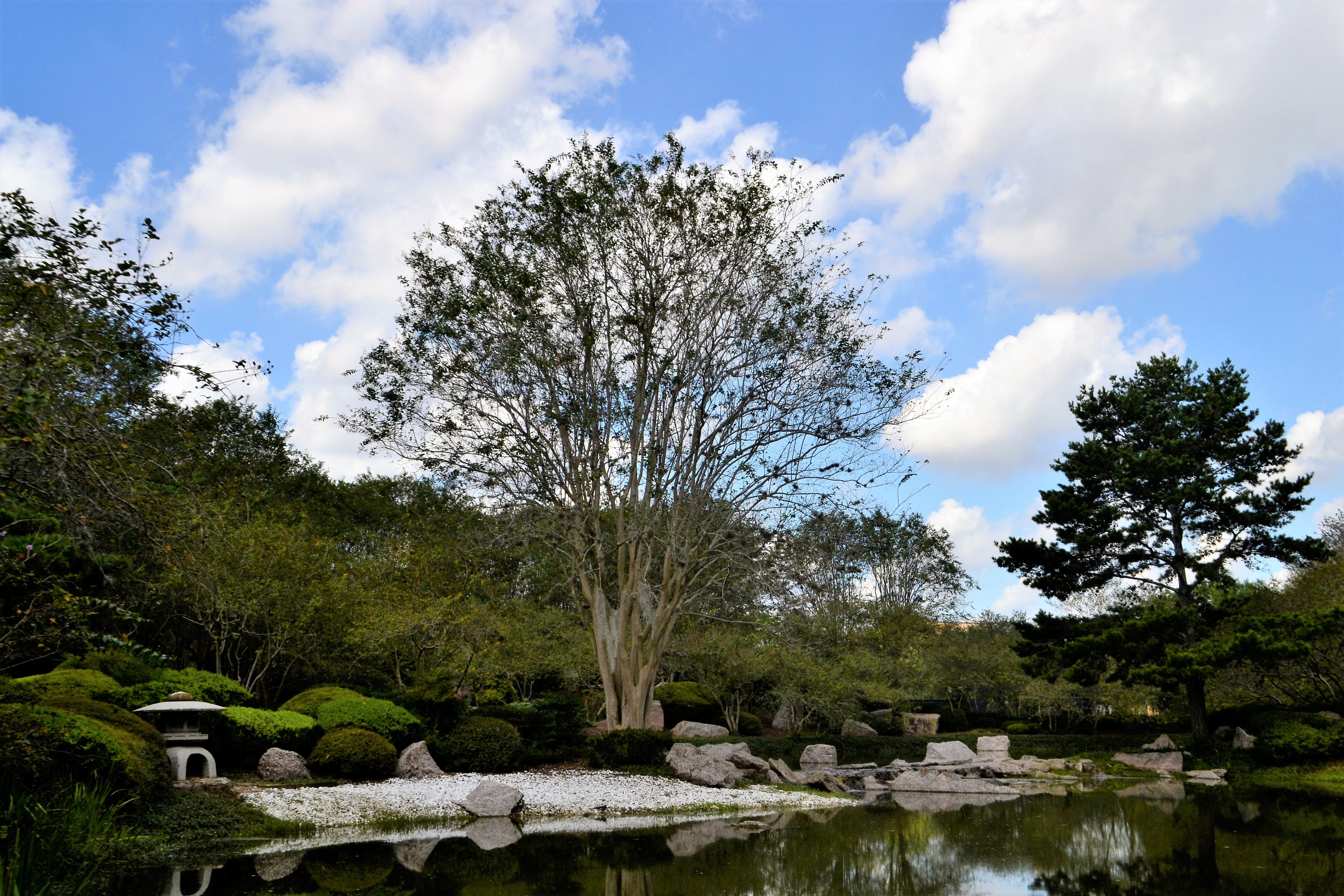 japanese, bright, texas landscape, solid, water, yard, pine tree, fountain, nature, peace, green, coniferous tree, flora, air, forest, tree, peaceful, environment, HD Wallpaper