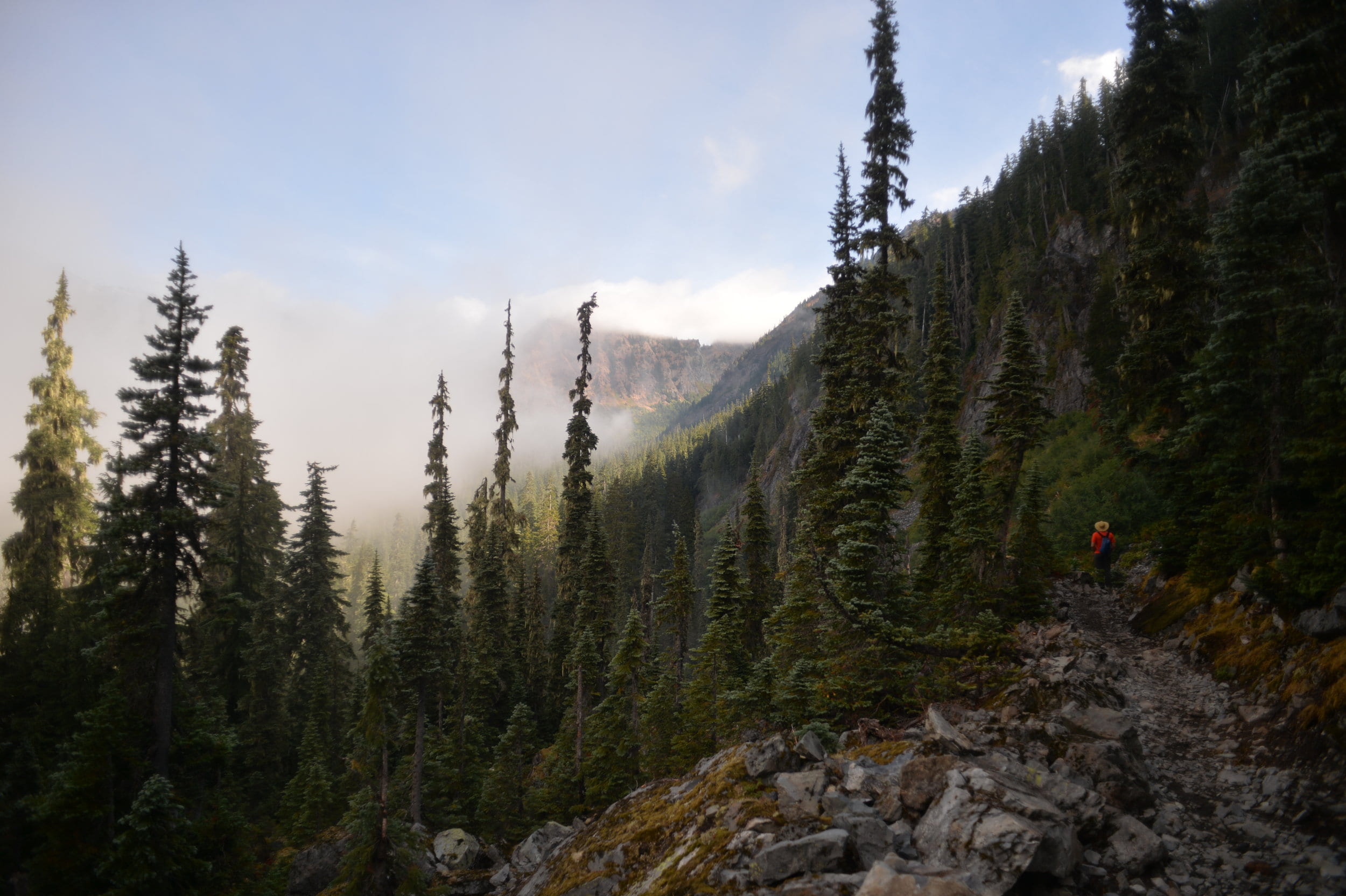 tall, day, trees, plant, white, landscape, pct, tranquility, no people, hiker, evergreen, outdoor, 1080P, cloud - sky, growth, beauty in nature, sky, cloud, HD Wallpaper